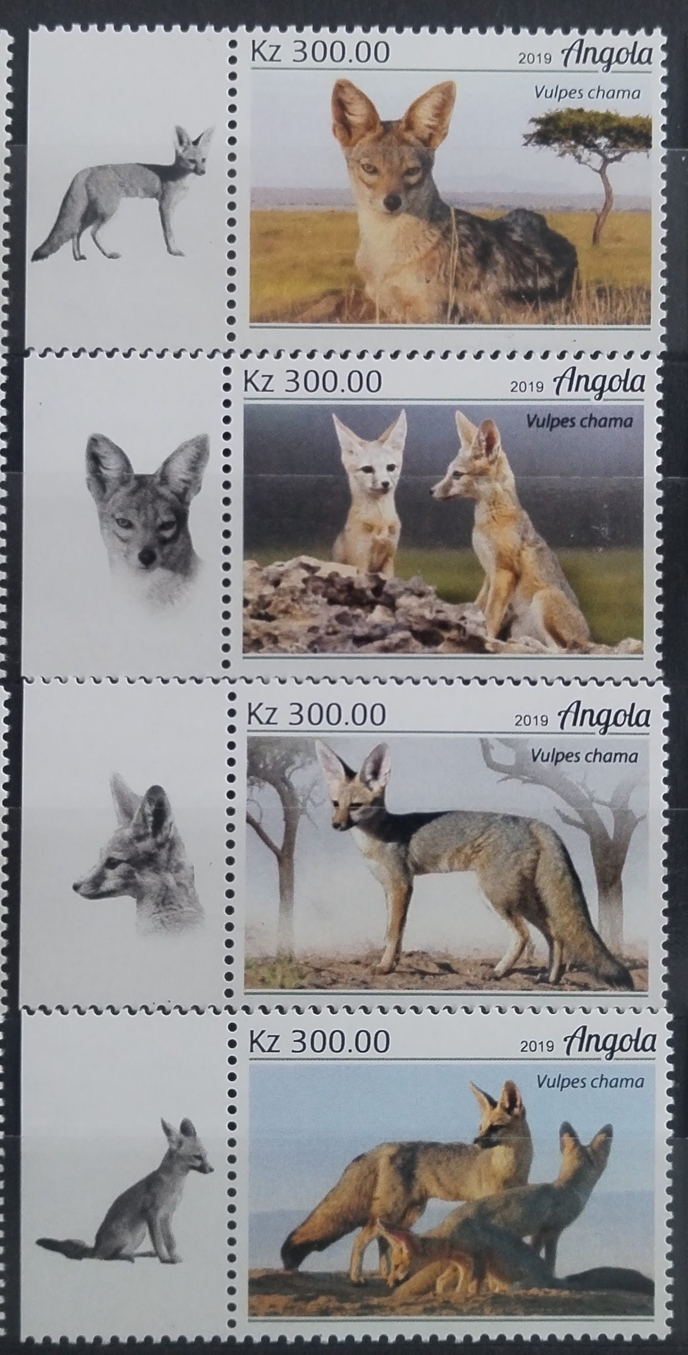 Angola 2018 Kojoti a fenci, Divocí psi
