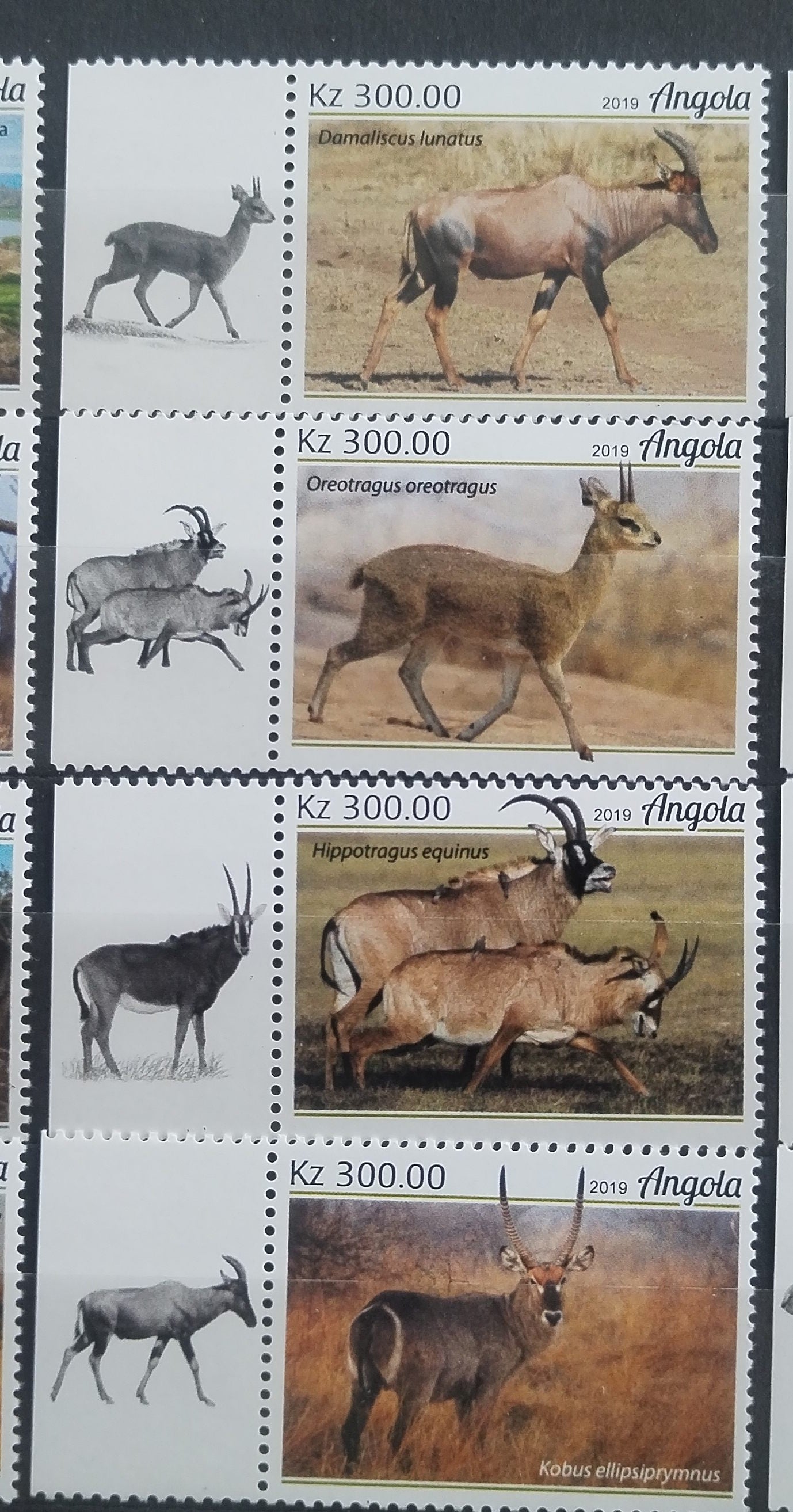 Angola 2018 Gazely a afričtí kopytníci