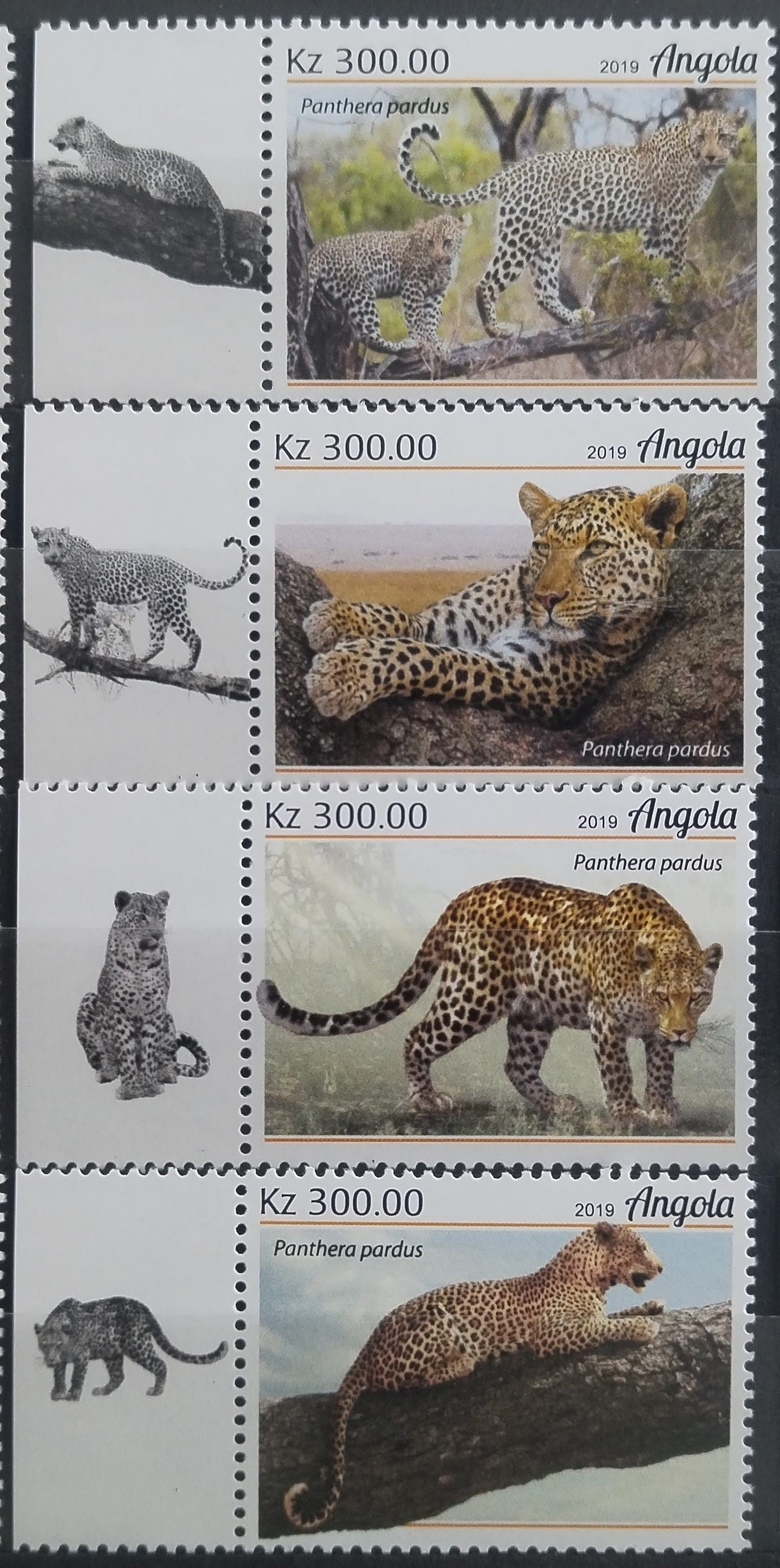 Angola 2018 Gepardi a africké kočky