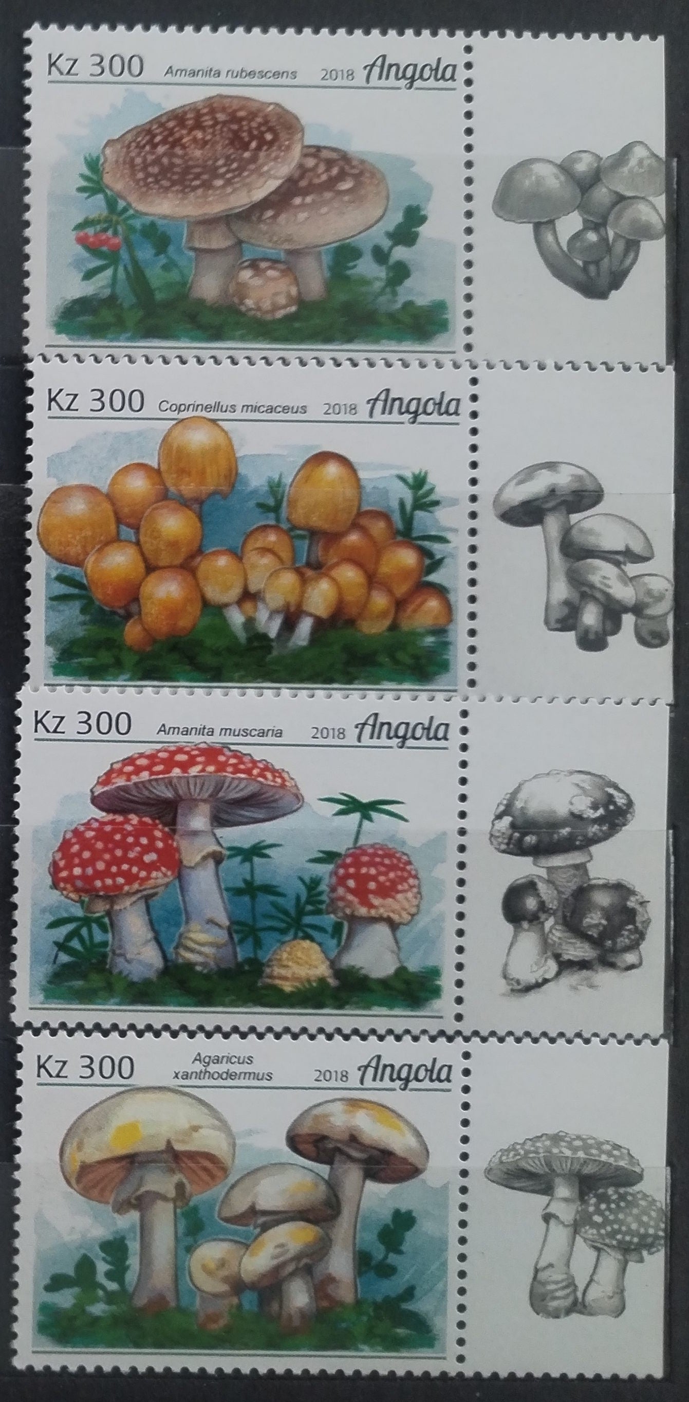 Angola 2018 Houby a mykologie Afriky