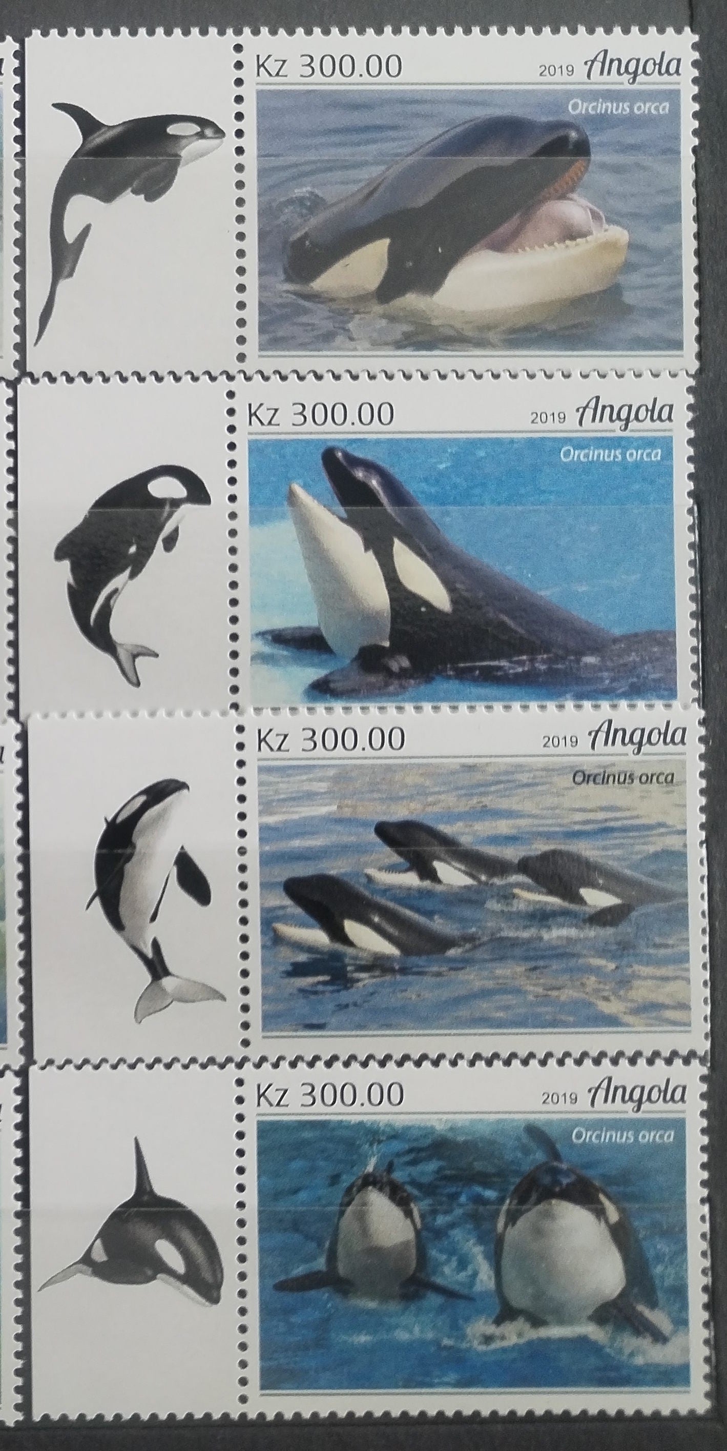 Angola 2018 Kosatky a velryby