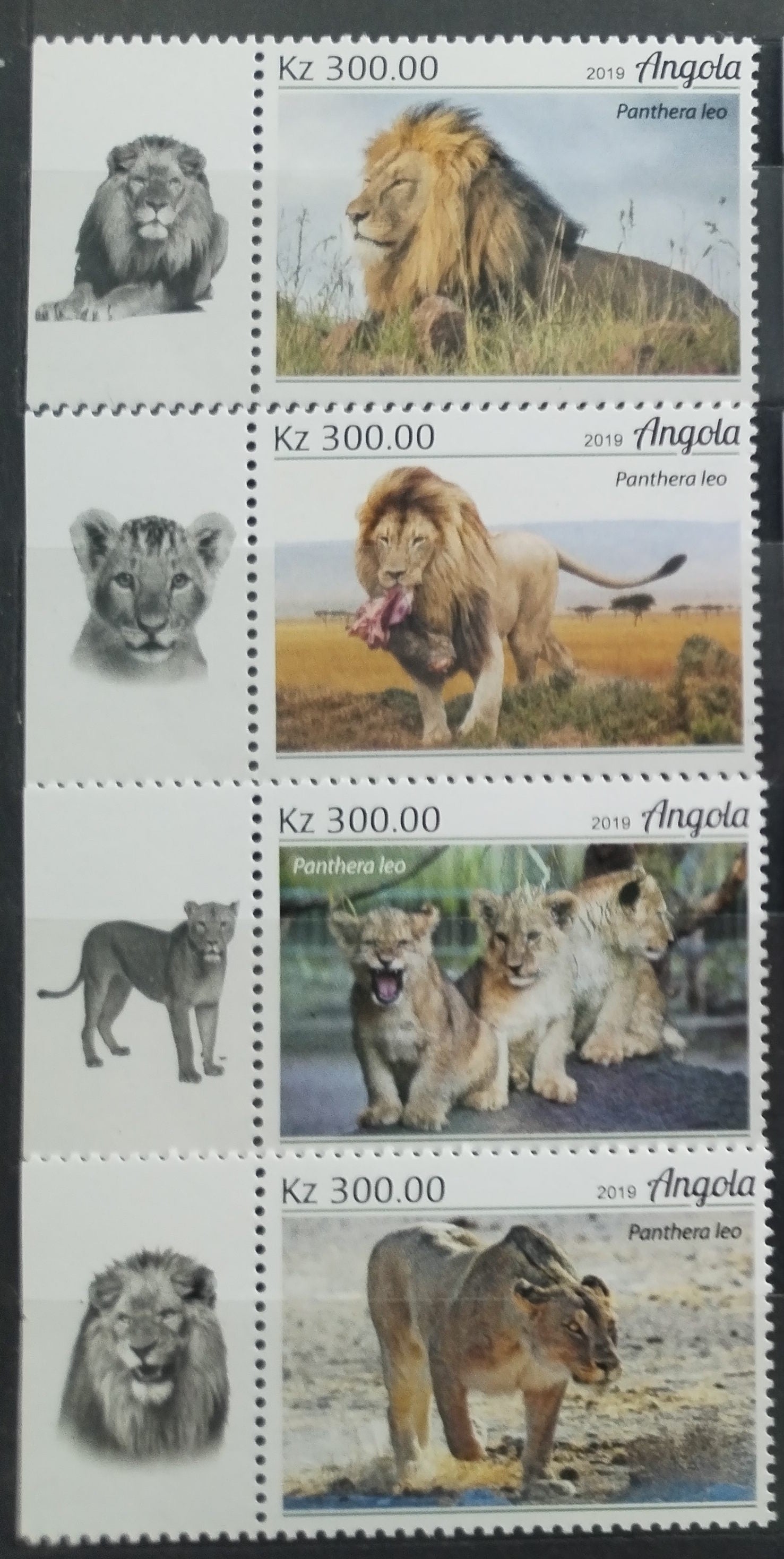 Angola 2018 Lvi a divoké kočky