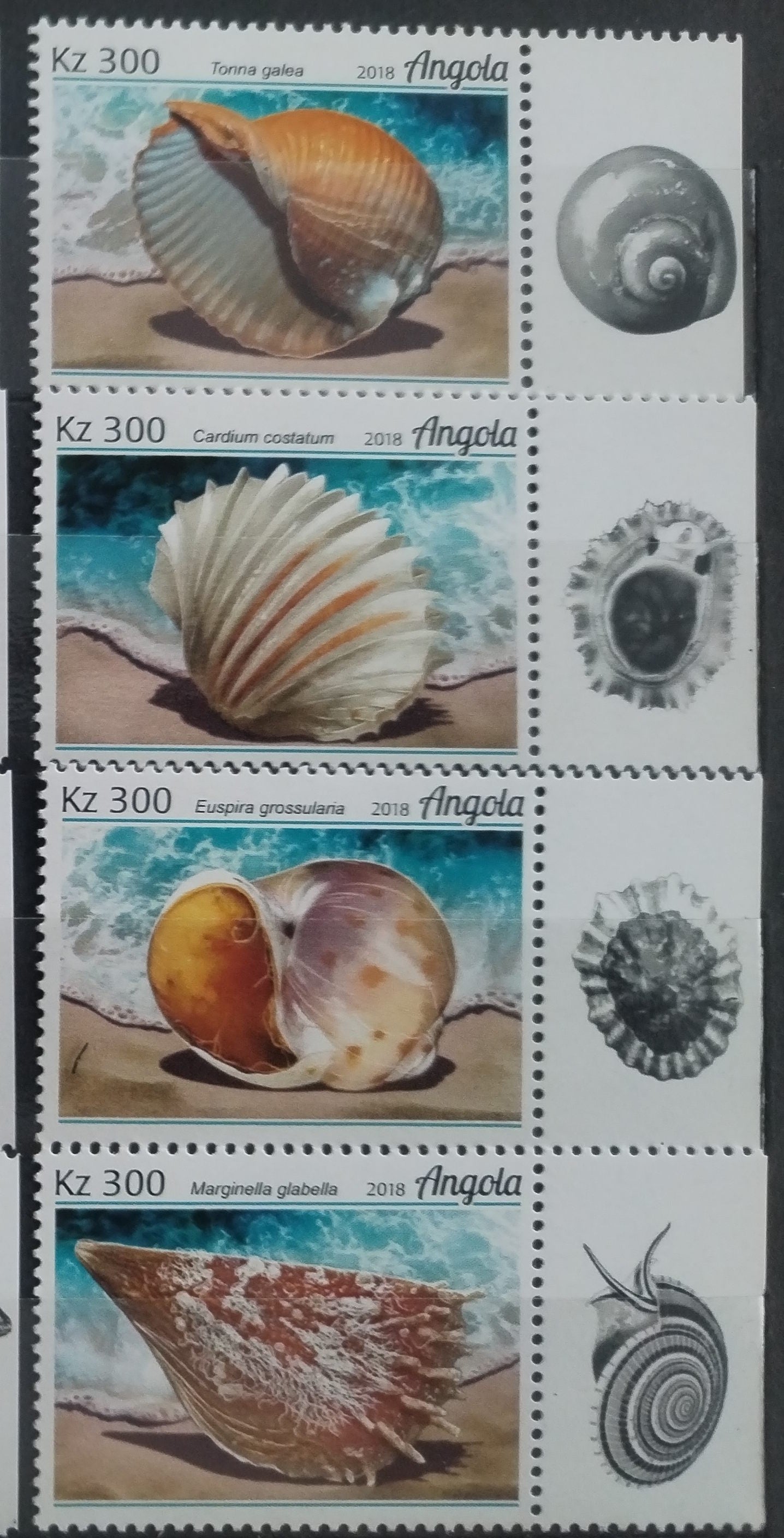 Angola 2018 Mušle a škeble