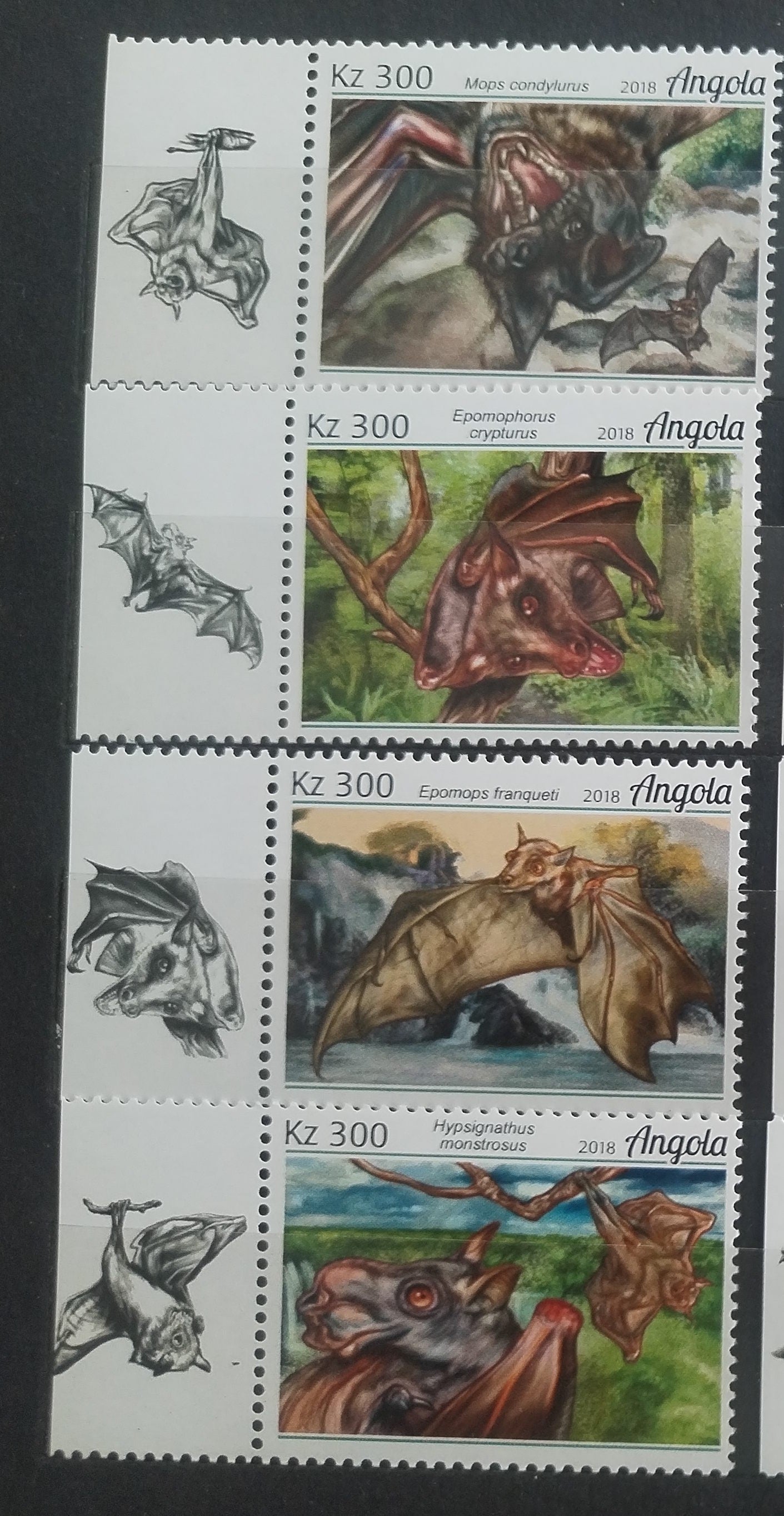 Angola 2018 Netopýři a létaví savci