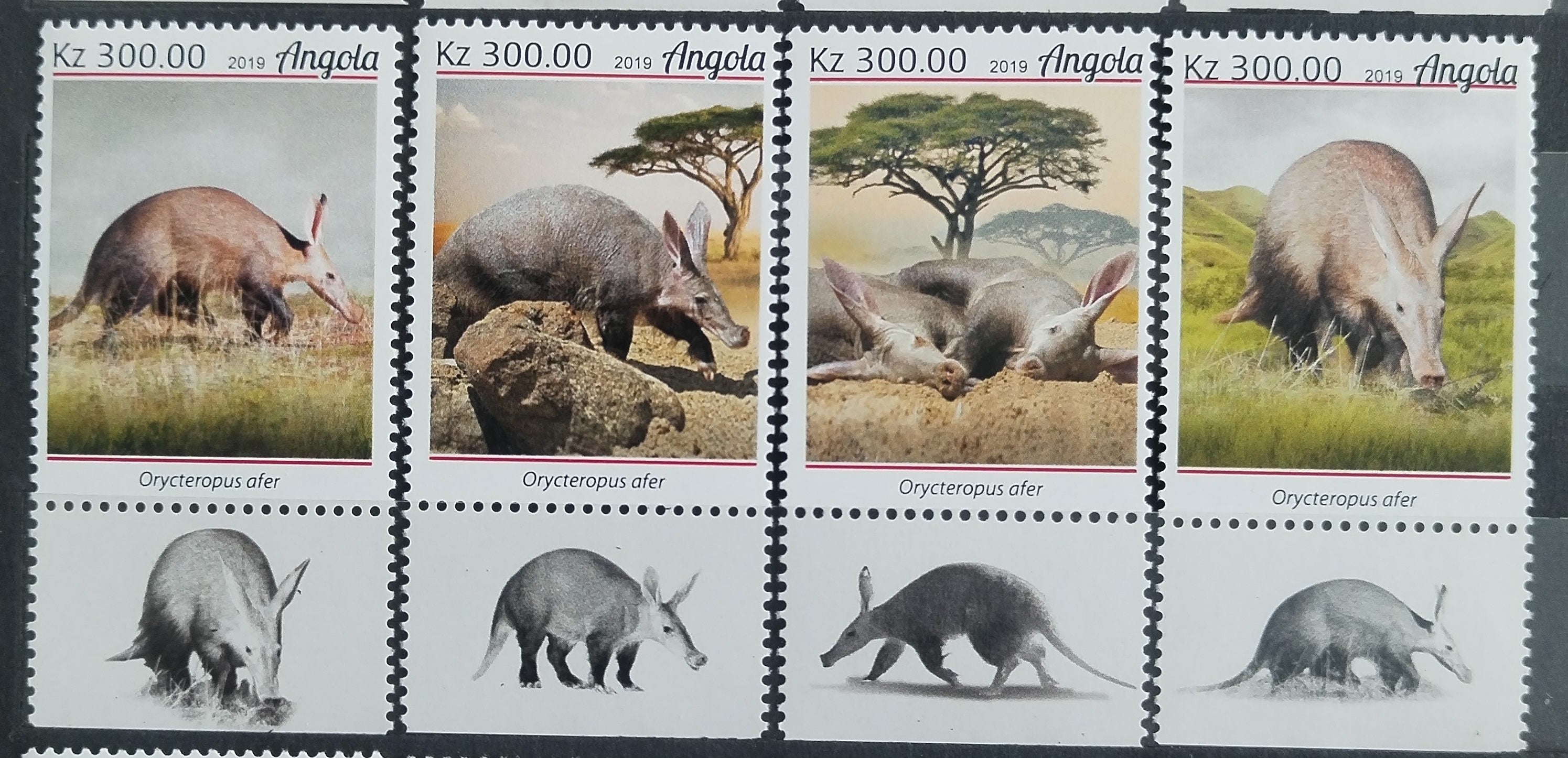 Angola 2019 Hrabáč kapský, Fauna Afriky