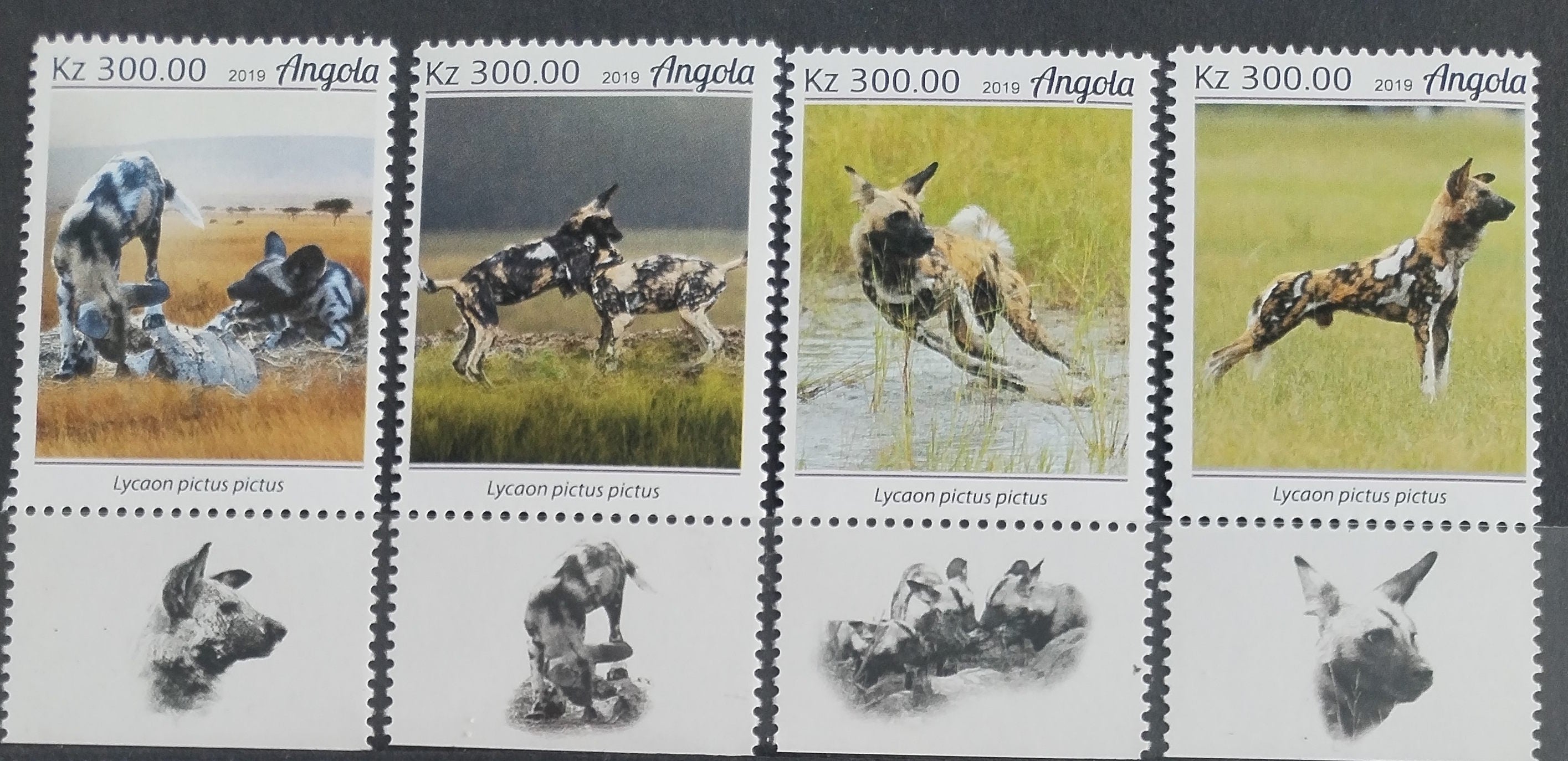 Angola 2019 Divocí psi a hyeny Afriky