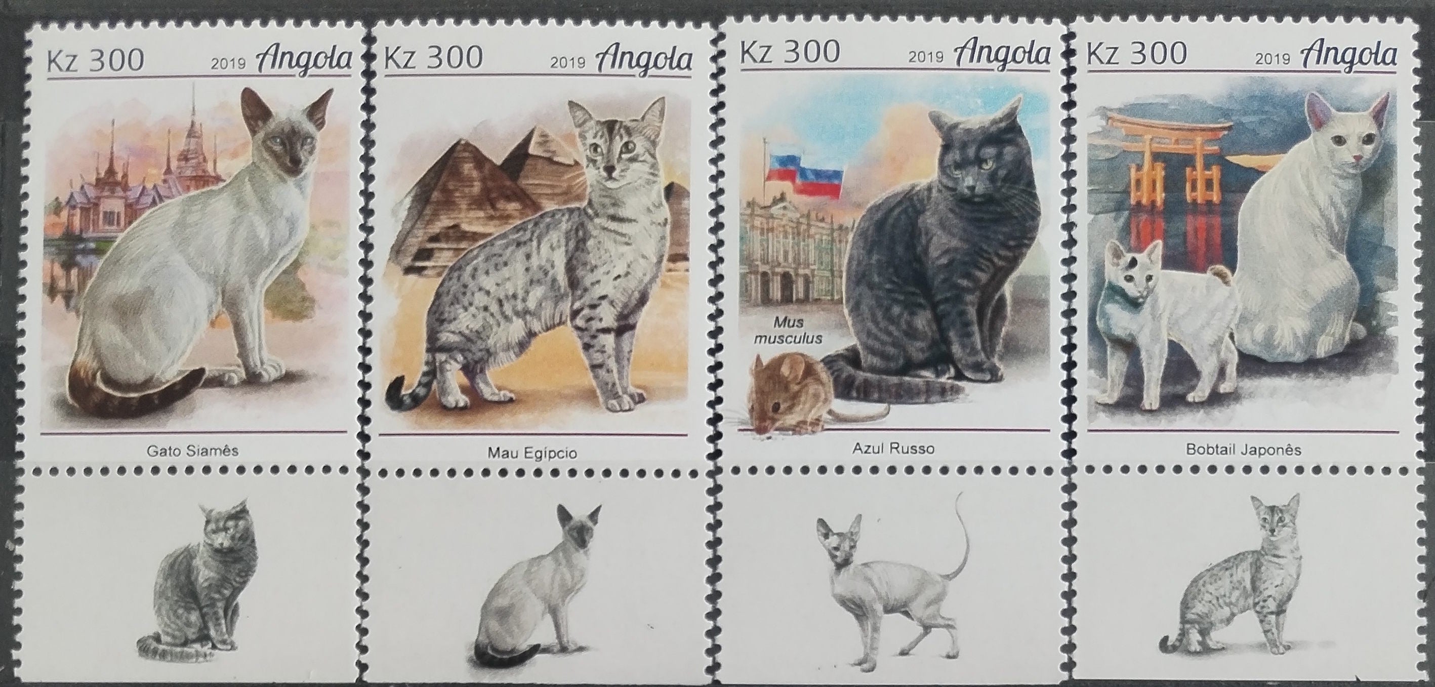 Angola 2019 Kočky domácí a fauna domova