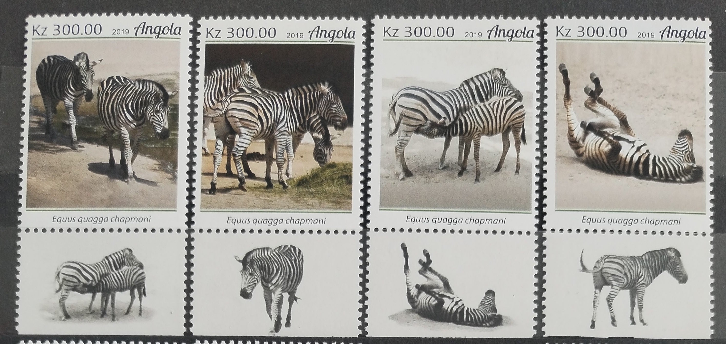 Angola 2019 Zebry a afričtí koně