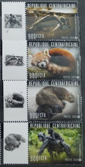 Středoafrická rep. 2020 Fauna, Pandy, Šimpanzi
