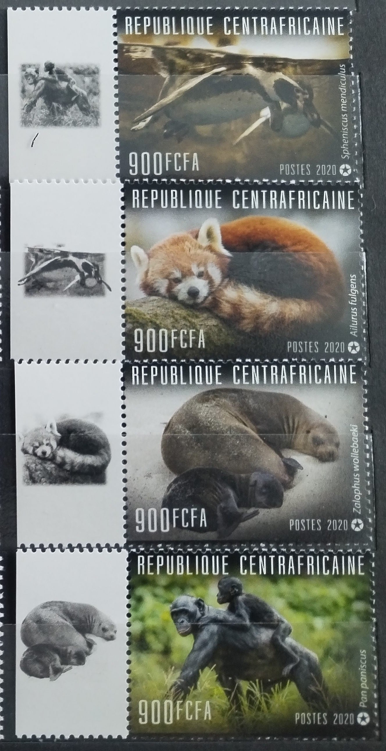 Středoafrická rep. 2020 Fauna, Pandy, Šimpanzi