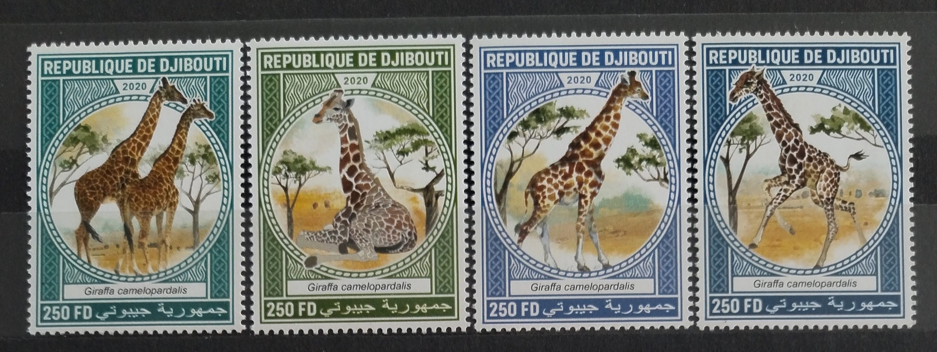 Džibutsko 2020 Žirafy a africká fauna