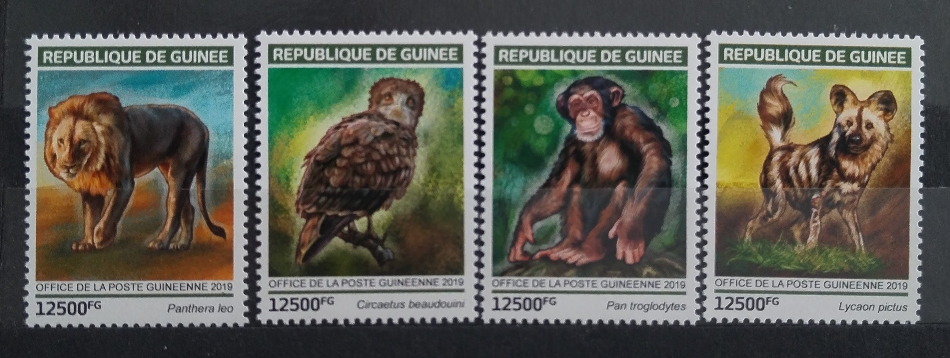 Guinea 2019 Africká fauna, Harpyje, Lvi a hyeny