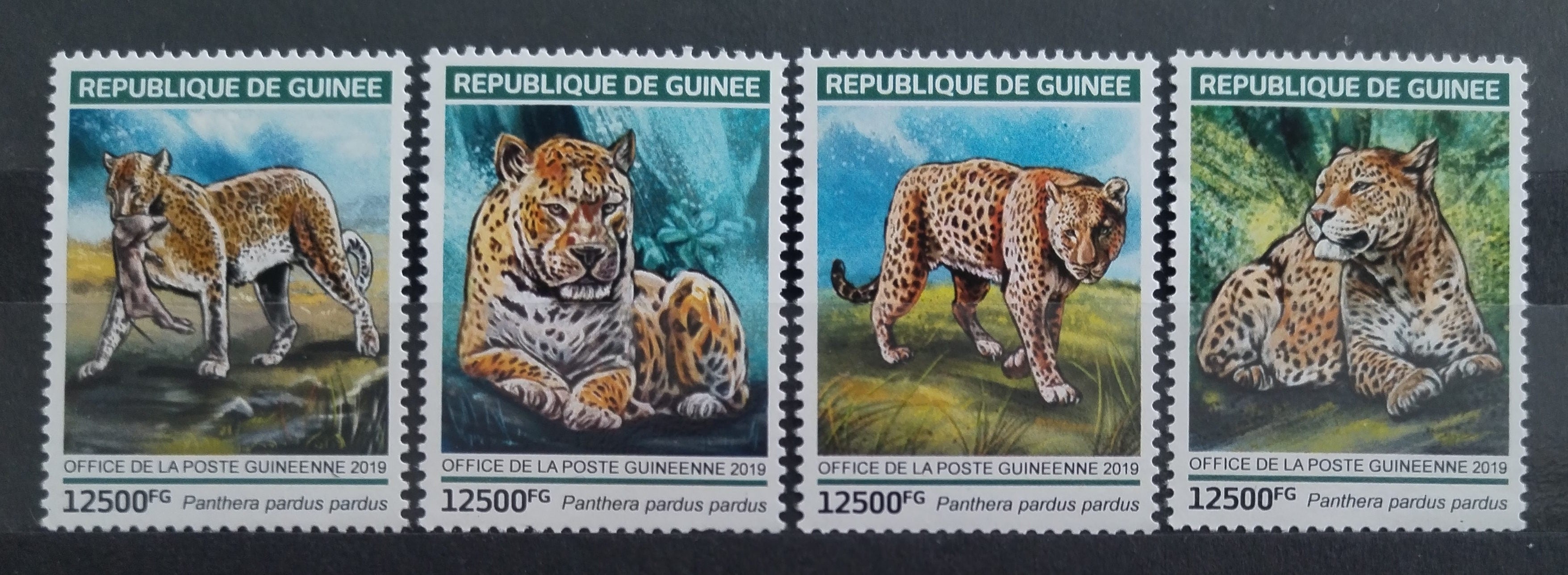 Guinea 2019 Gepardi a africké kočky
