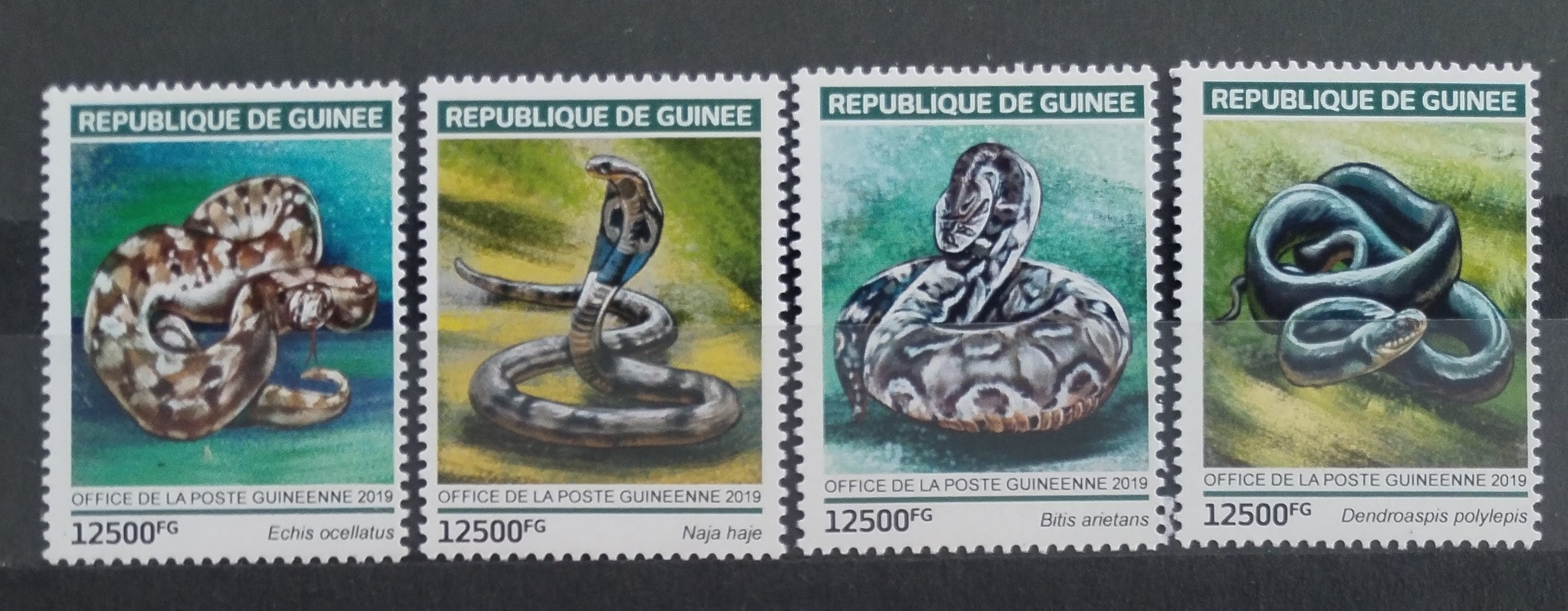 Guinea 2019 Hadi a plazi Afriky