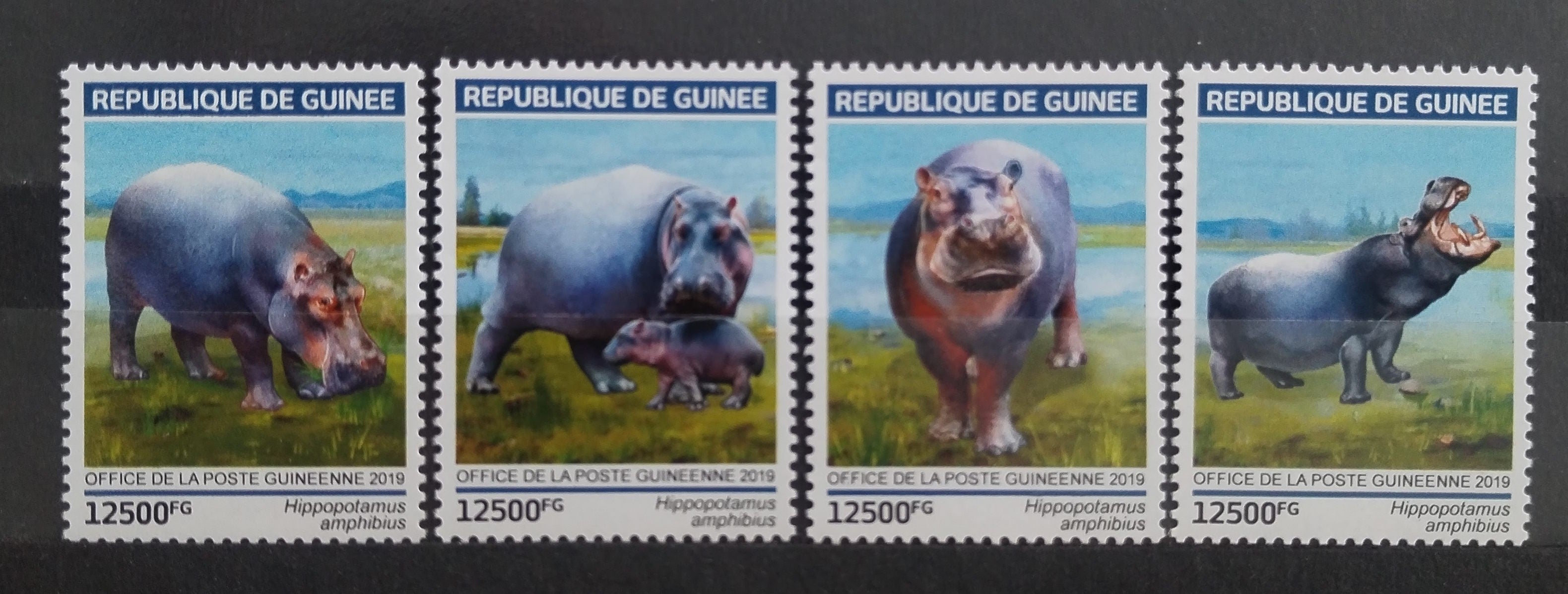 Guinea 2019 Hroši a afričtí savci