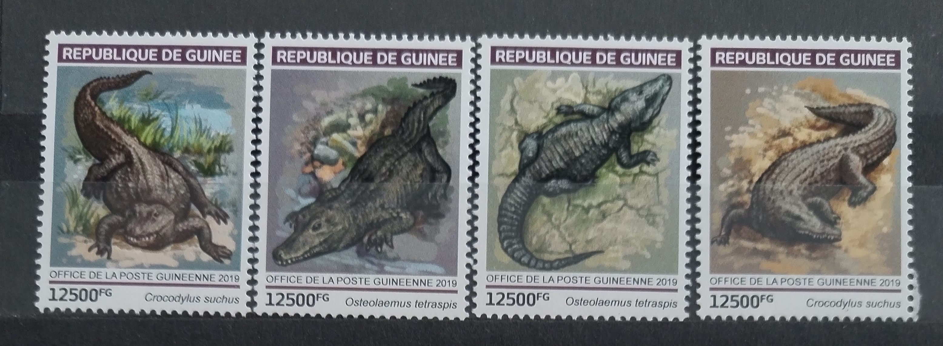 Guinea 2019 Krokodýli a plazi Afriky