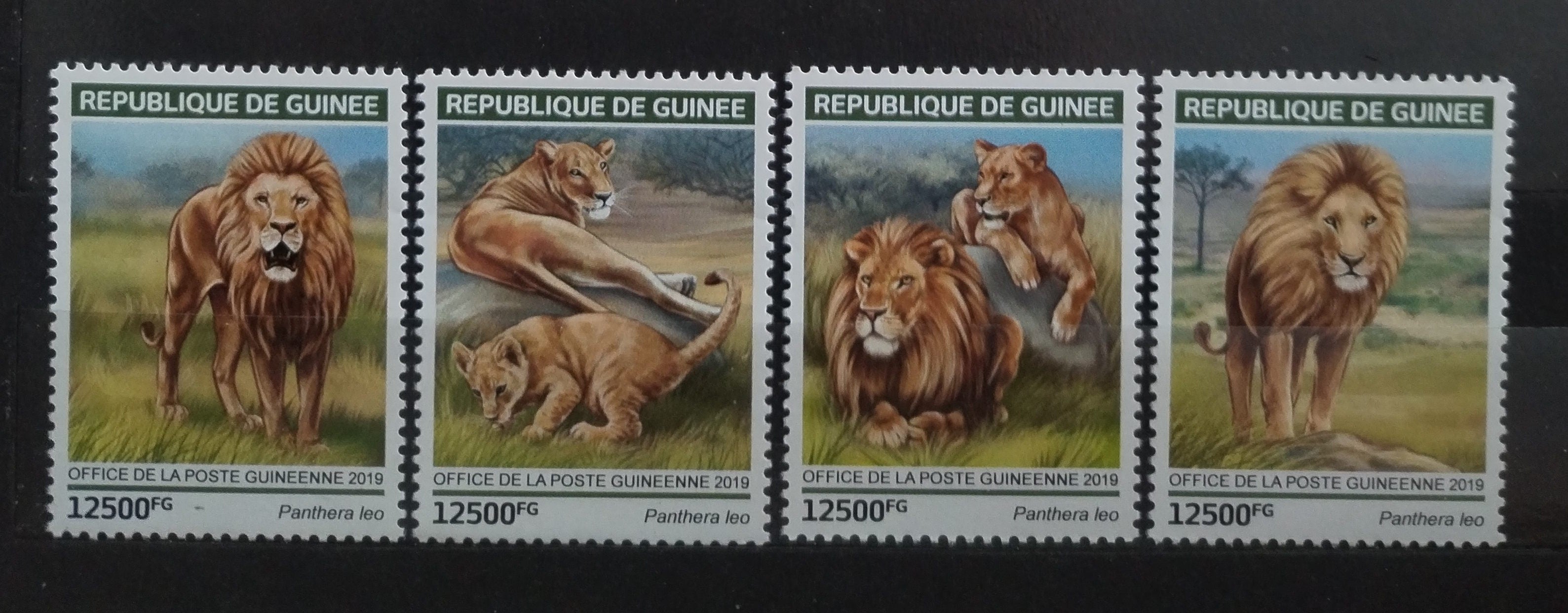 Guinea 2019 Lvi a africké kočky