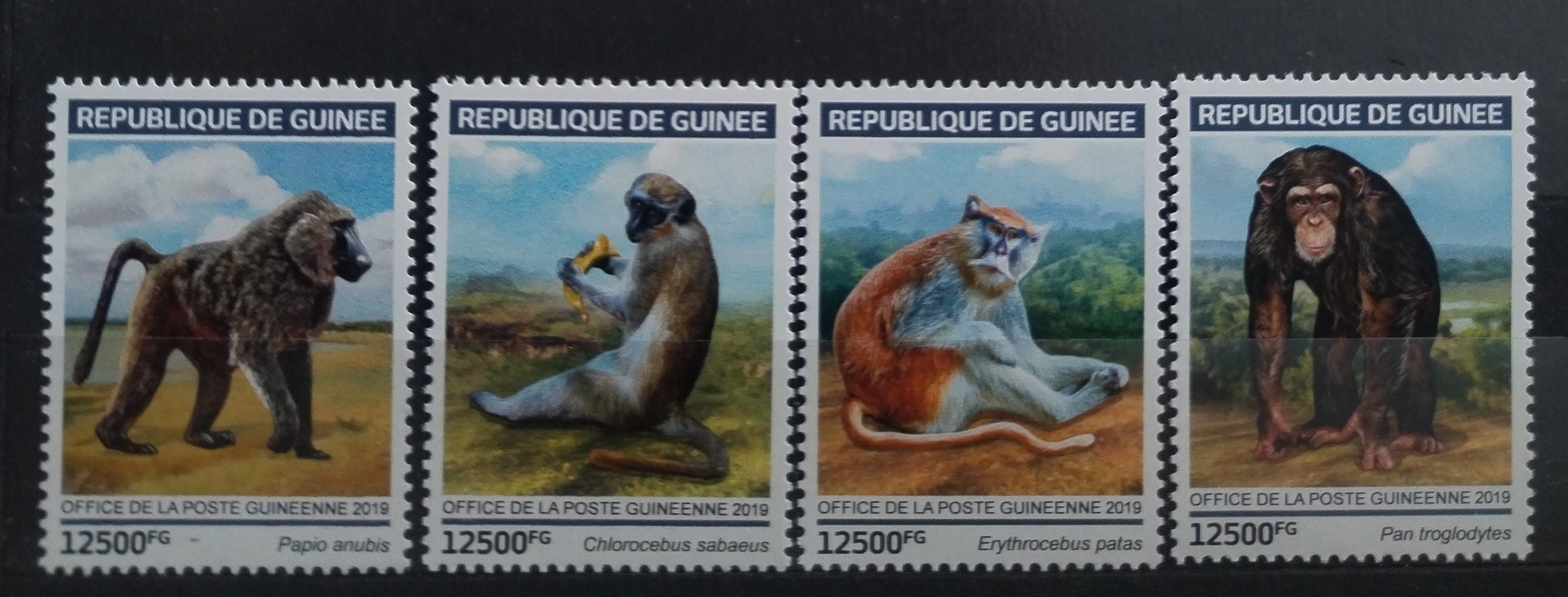Guinea 2019 Opice a šimpanzi Afriky