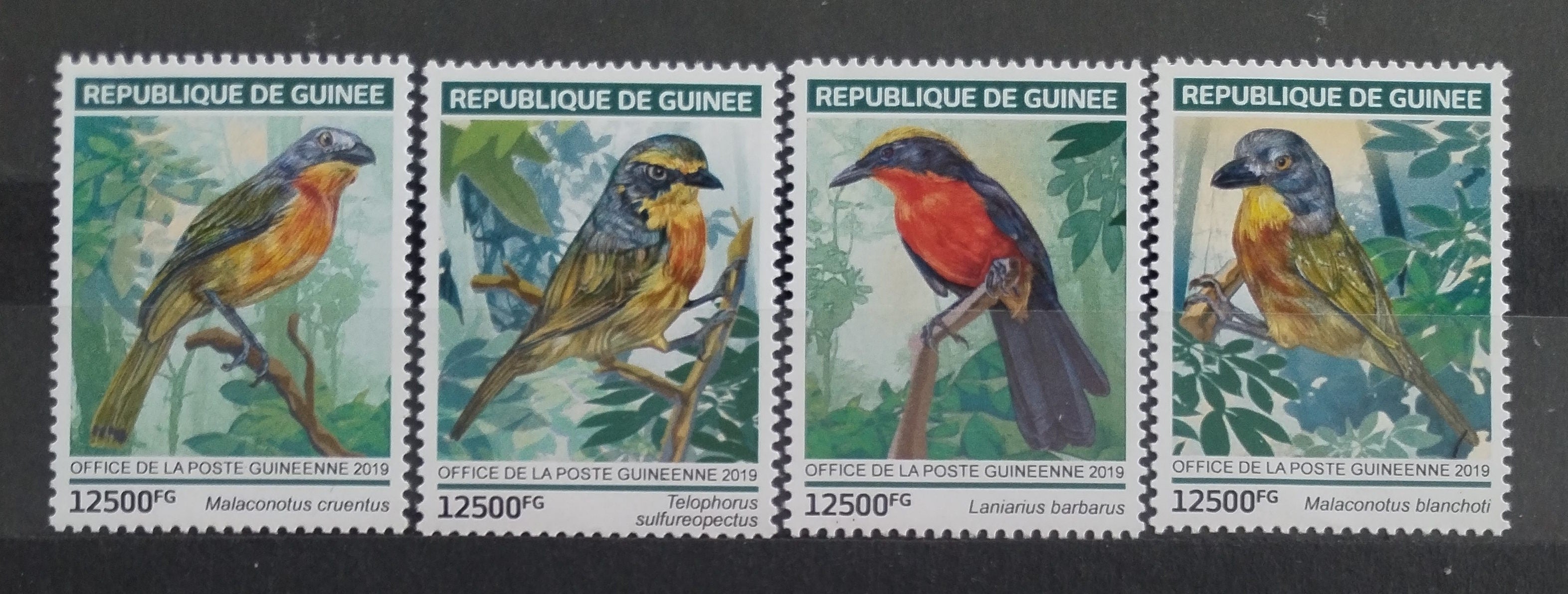 Guinea 2019 Papoušci a ptáci Afriky