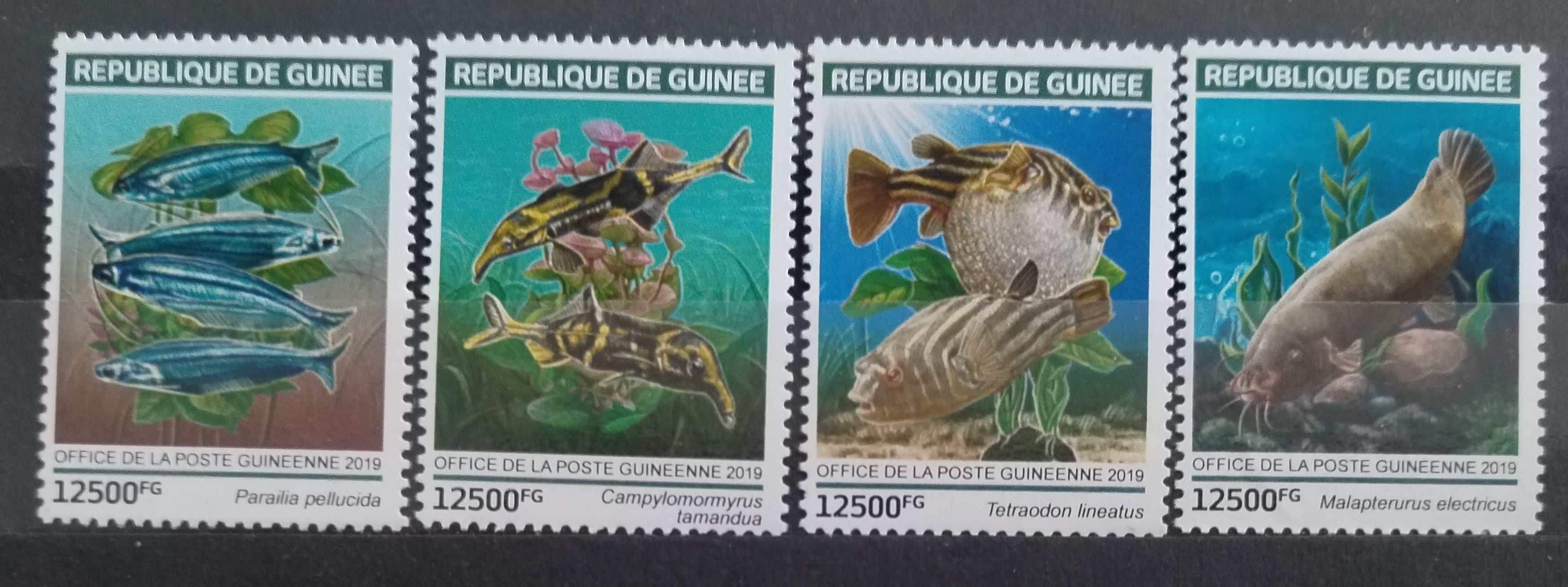 Guinea 2019 Sladkovodní ryby Afriky