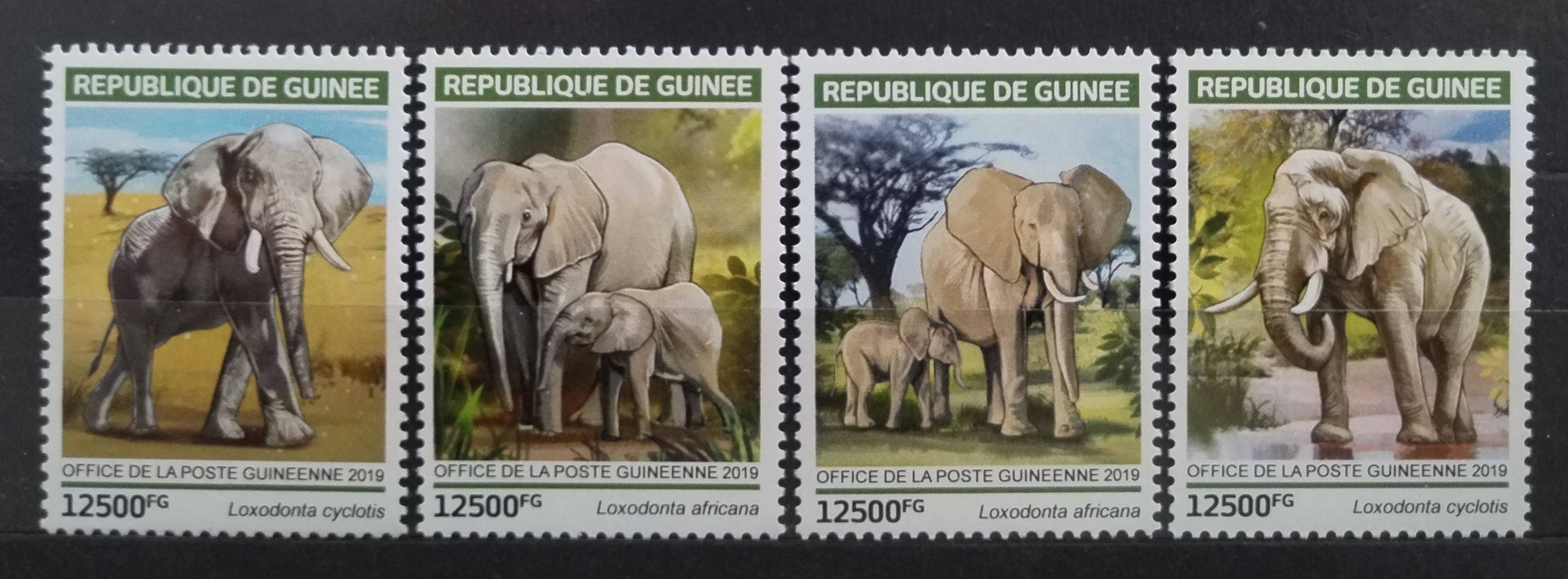 Guinea 2019 Sloni a velcí savci Afriky