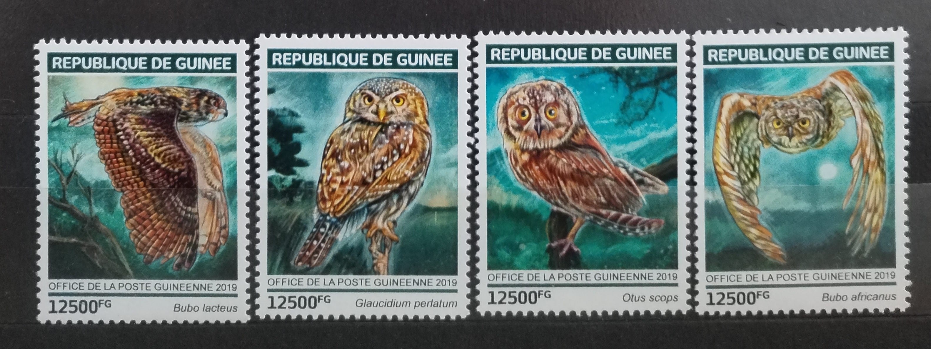 Guinea 2019 Sovy a noční ptáci
