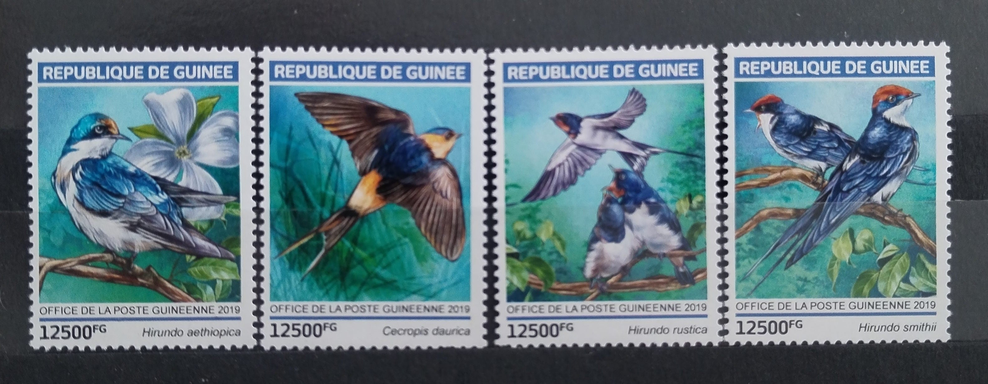 Guinea 2019 Stěhovaví ptáci Afriky