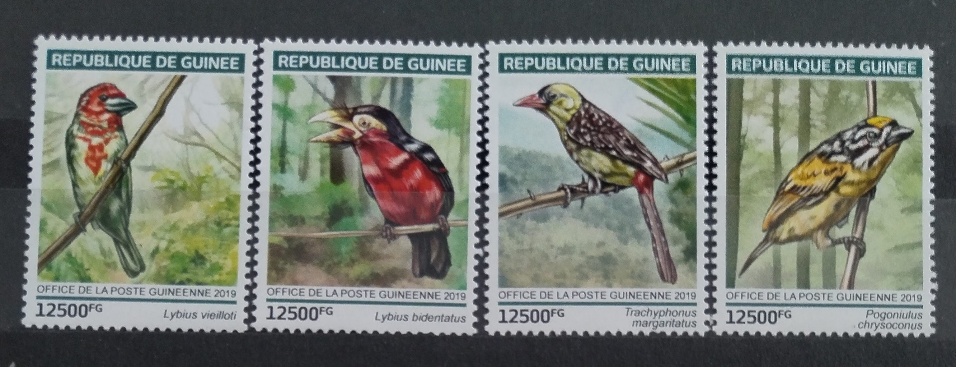 Guinea 2019 Vousákovití, Ptáci Afriky