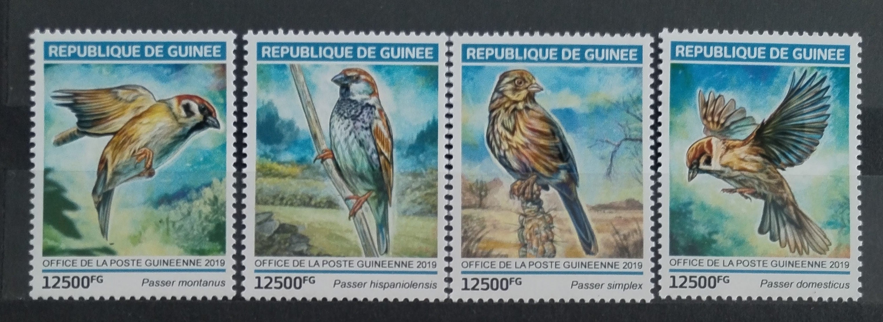 Guinea 2019 Vrabci a ptáci Afriky