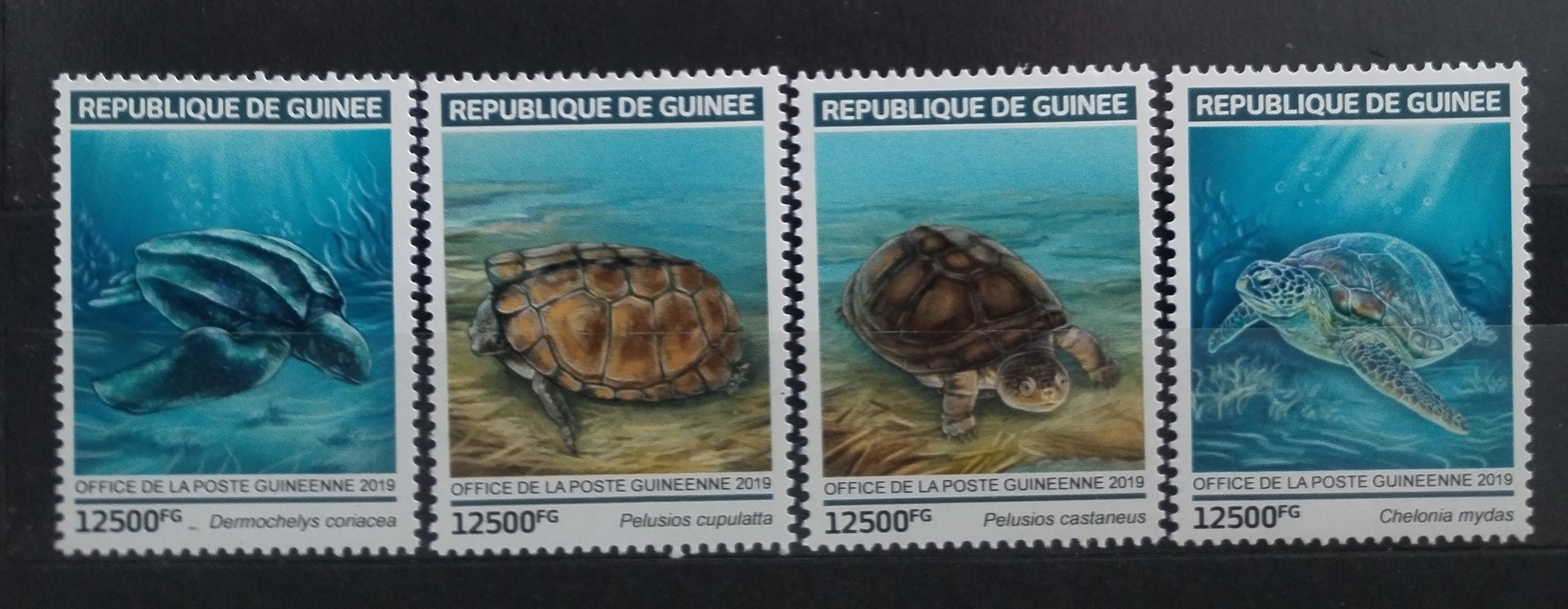 Guinea 2019 Želvy a plazi Afriky