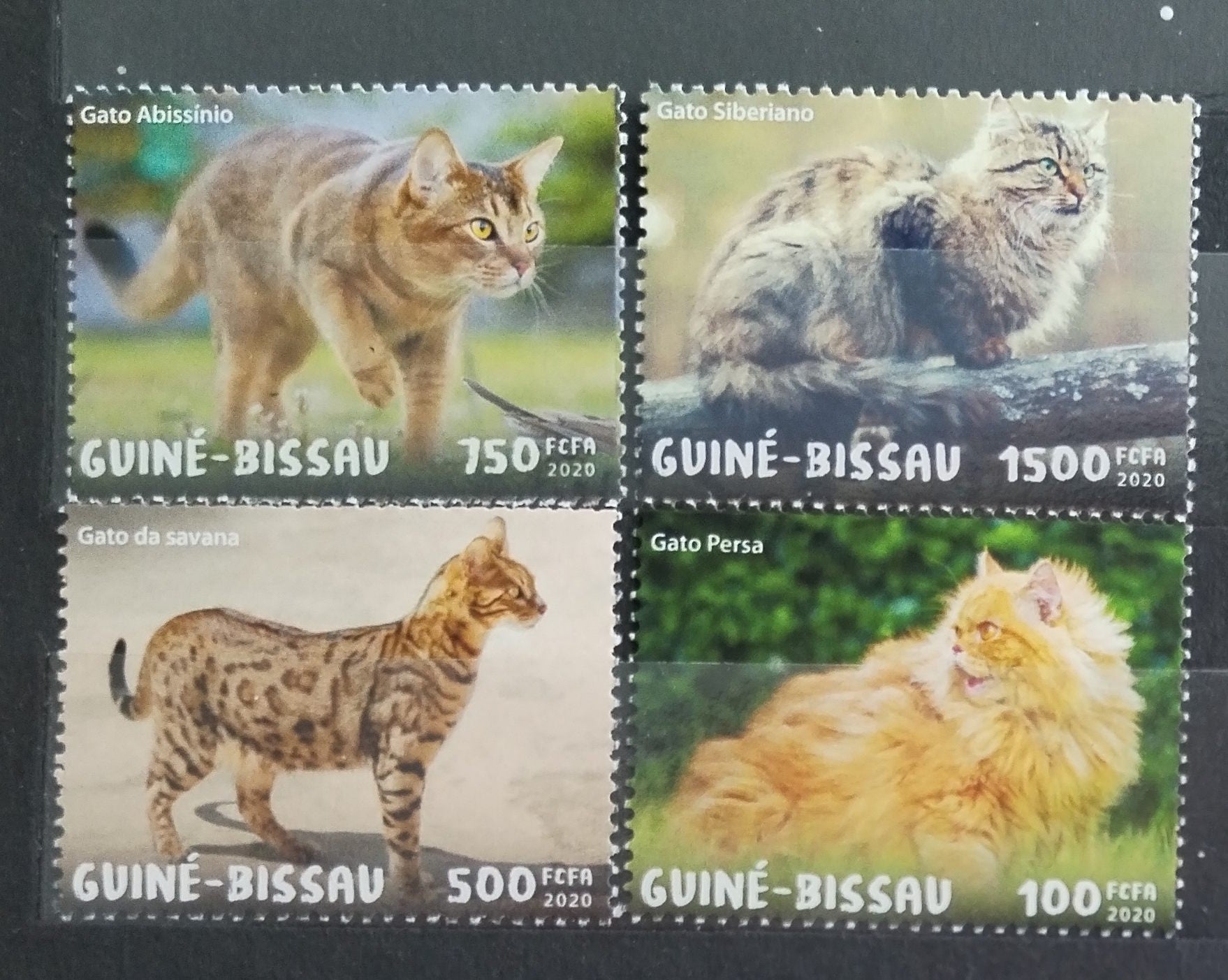 Guinea Bissau 2020 Kočky a domácí fauna