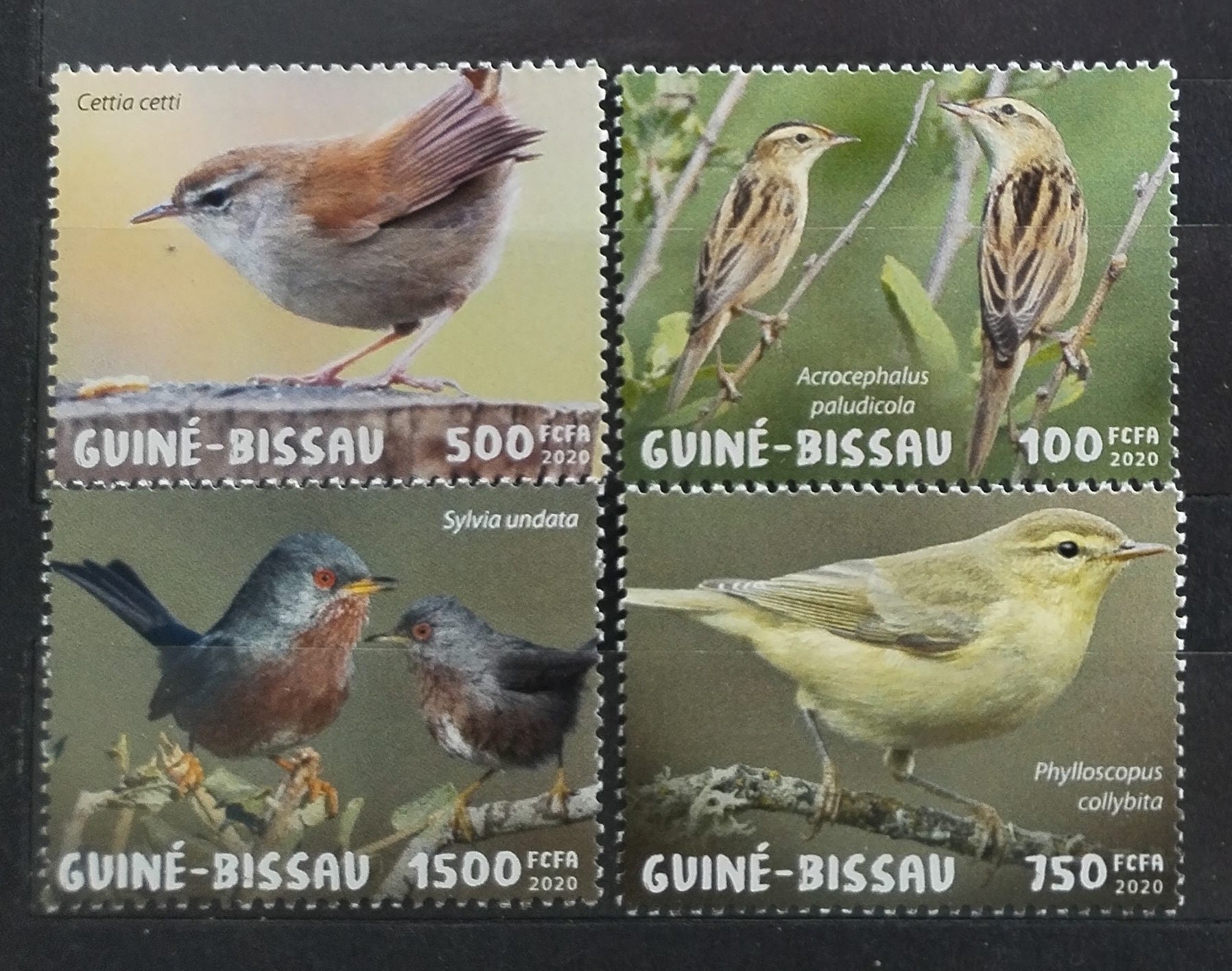 Guinea Bissau 2020 Pěvci a ptáci Afriky