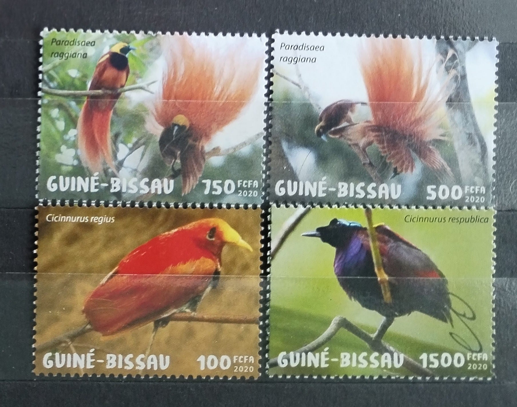 Guinea Bissau 2020 Rajky a ptáci tropů
