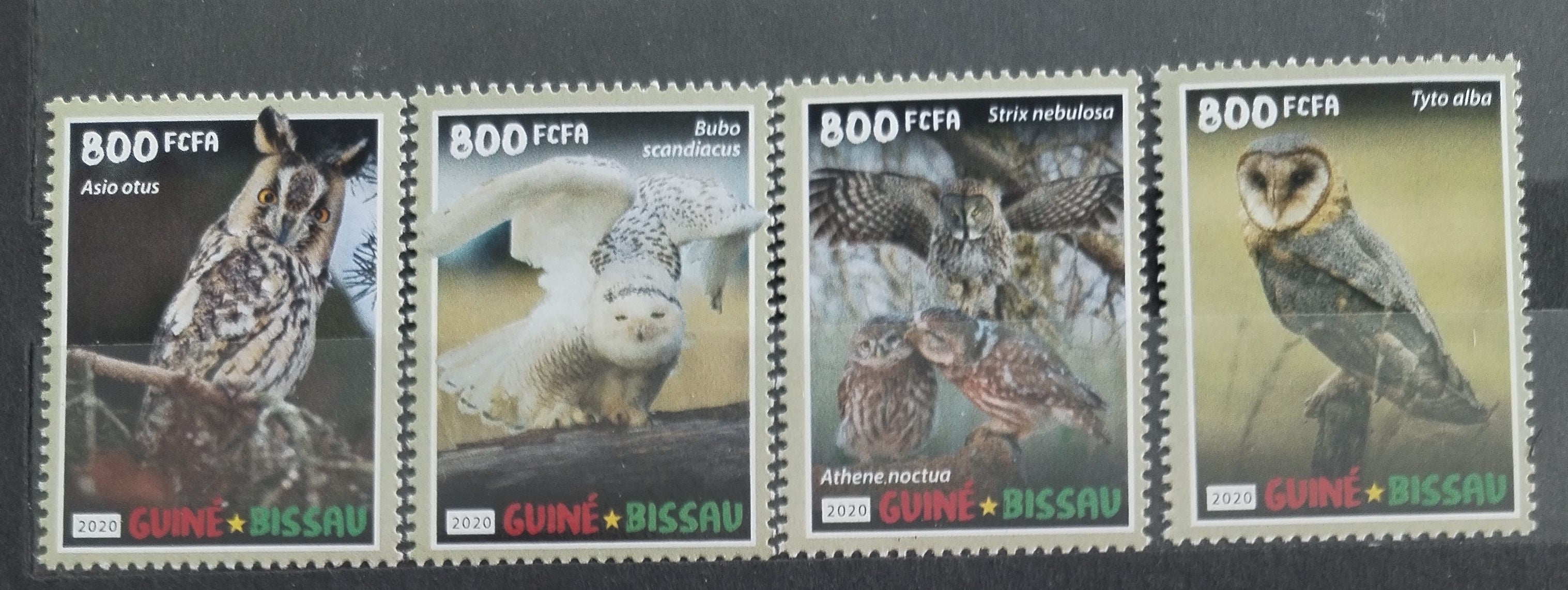 Guinea Bissau 2020 Sovy a noční ptáci