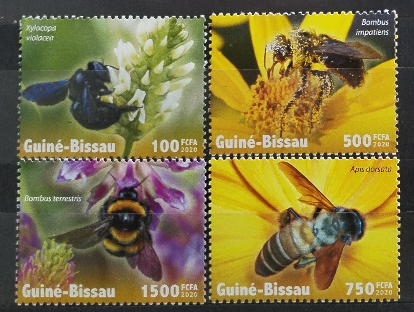 Guinea Bissau 2020 Včely a hmyz