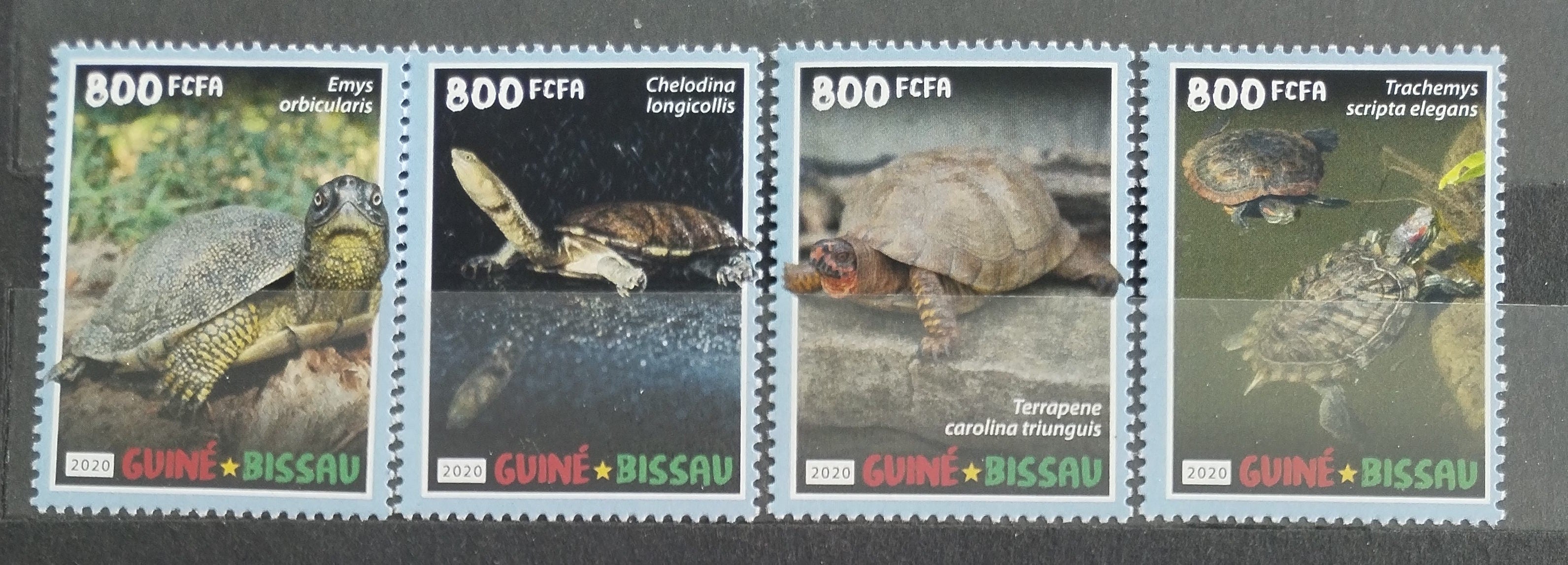 Guinea Bissau 2020 Želvy a plazi Afriky