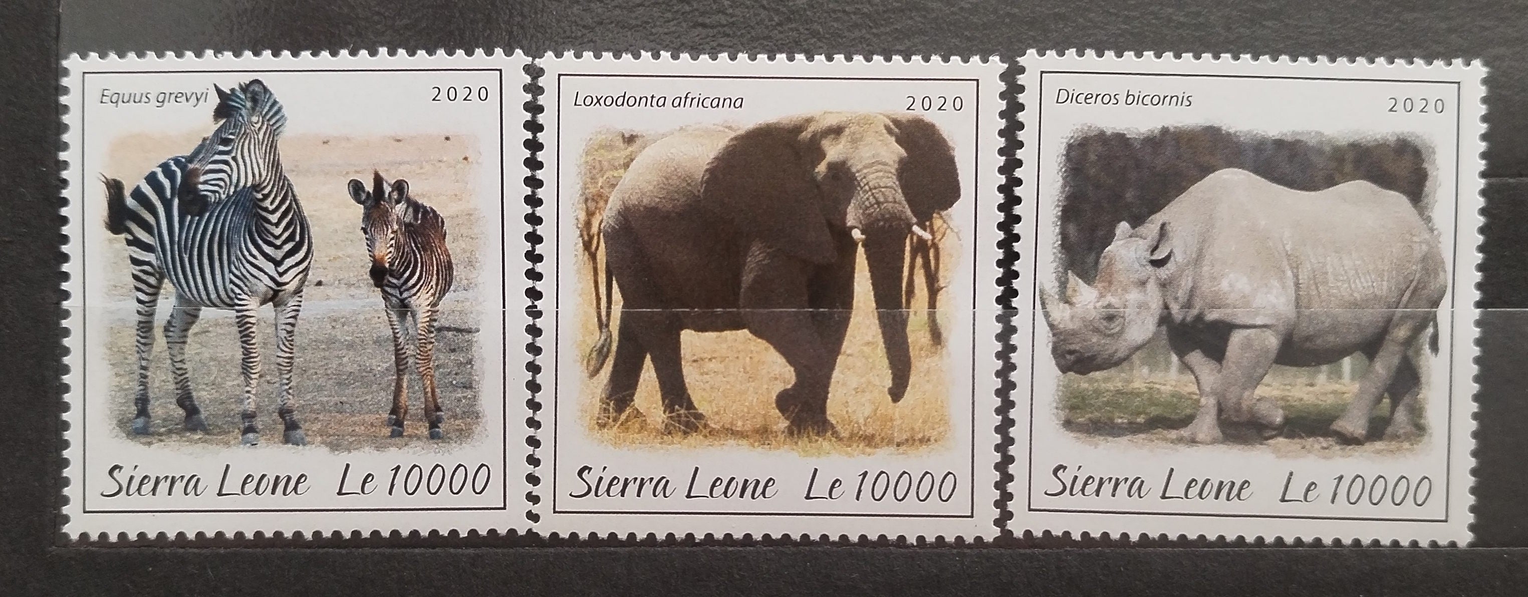 Sierra Leone 2020 Africká fauna - Sloni, Zebry