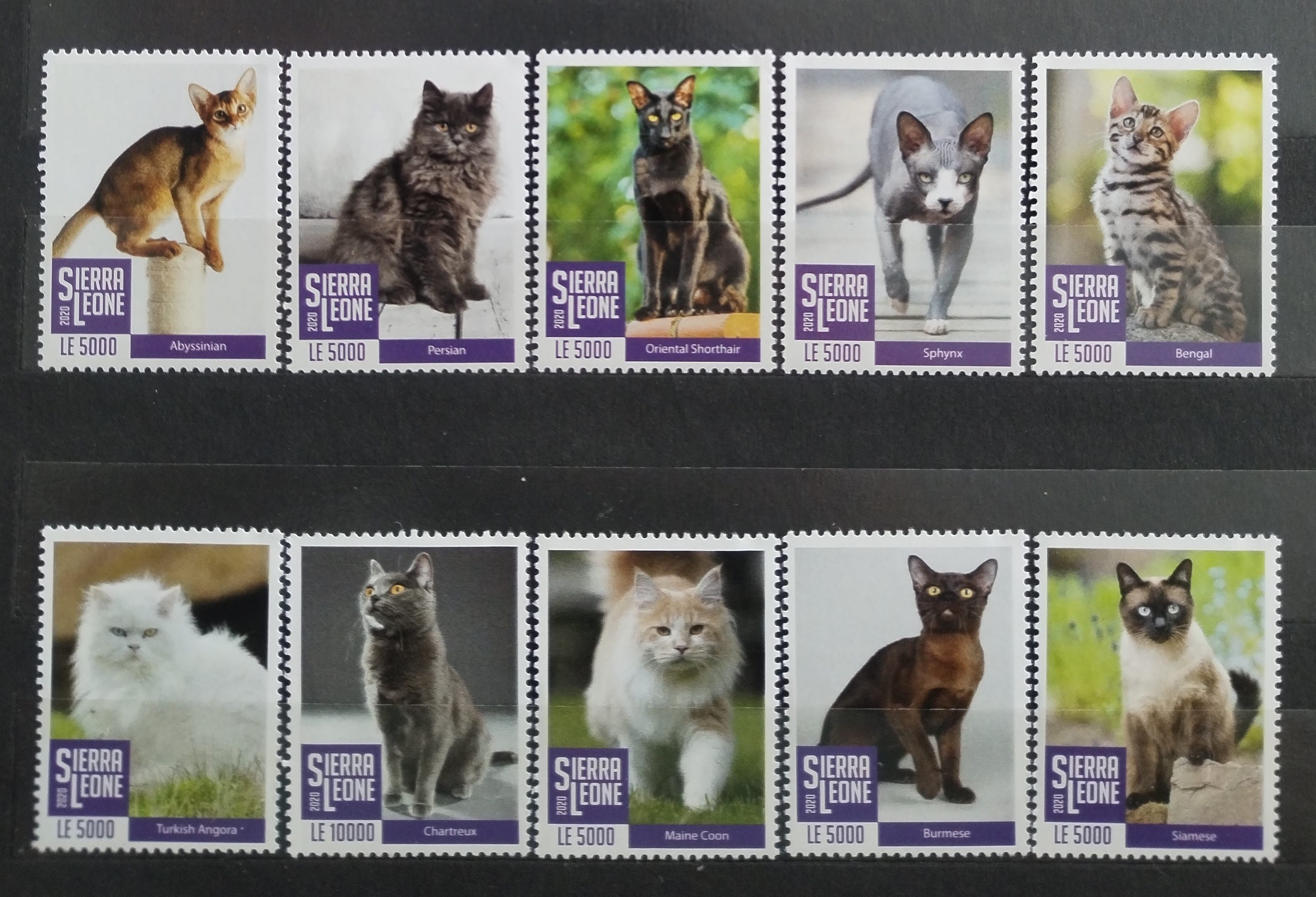 Sierra Leone 2020 Kočky a domácí fauna