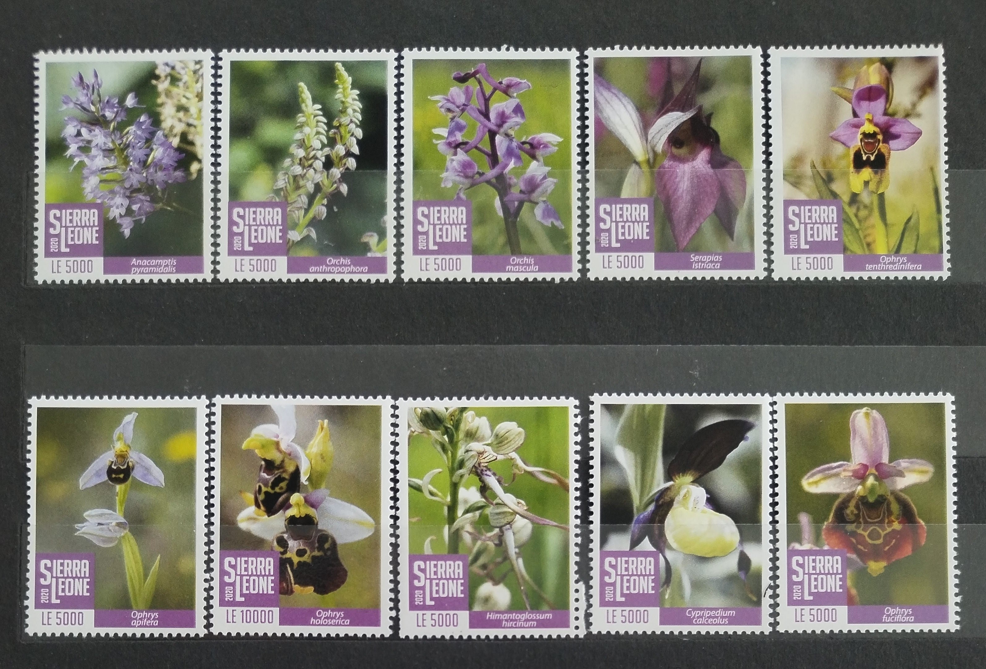 Sierra Leone 2020 Orchideje a květiny Afriky, Flora