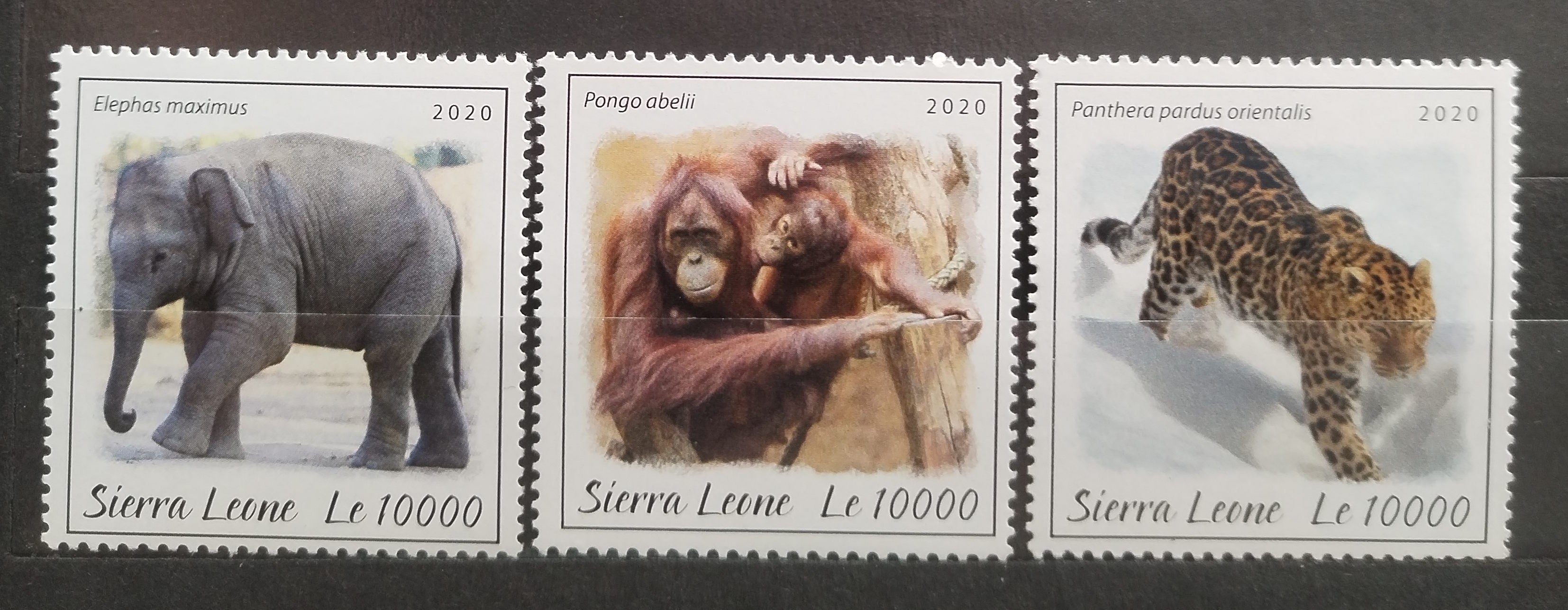 Sierra Leone 2020 Sloni a opice
