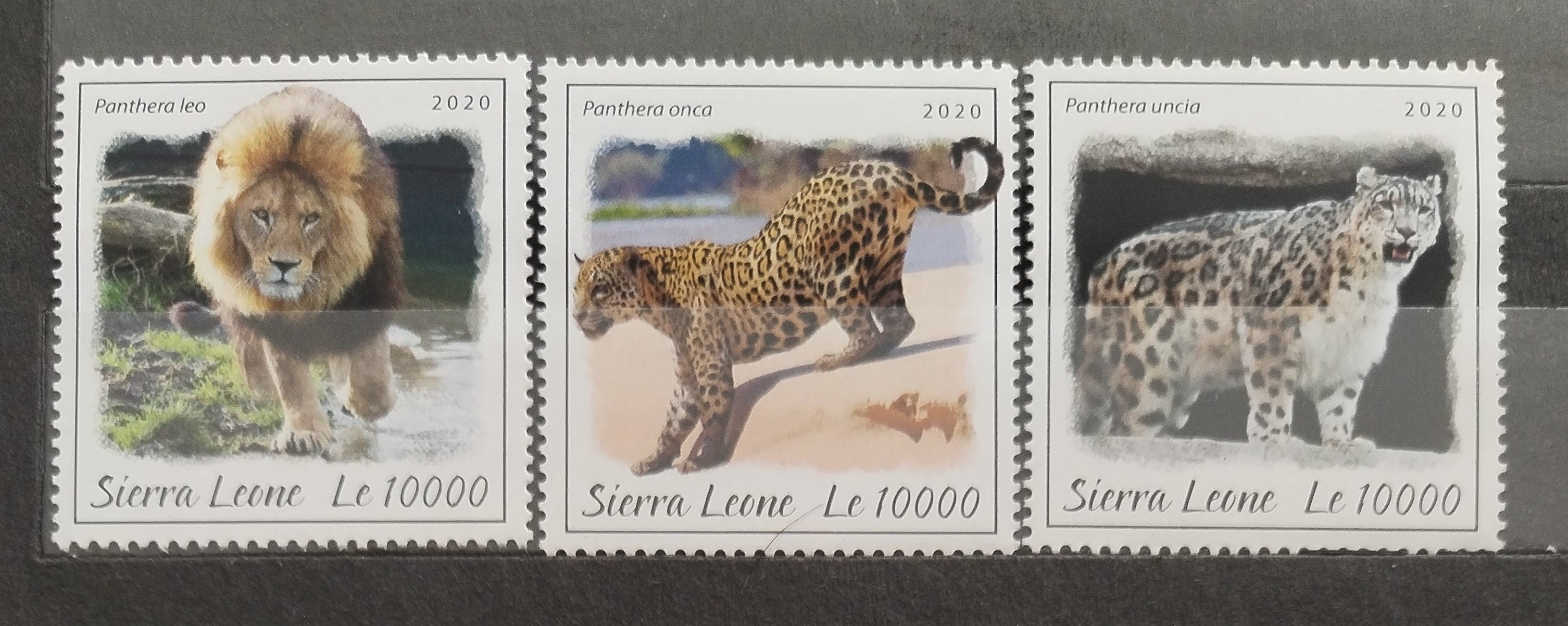 Sierra Leone 2020 Kočky a domácí fauna