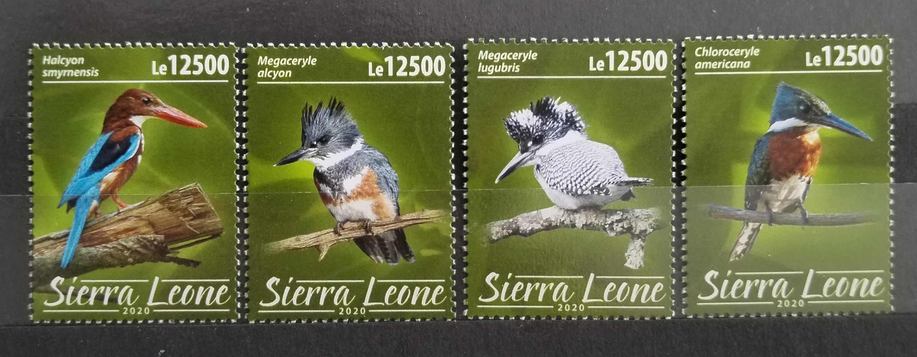 Sierra Leone 2020 Ledňáčci a říční ptáci