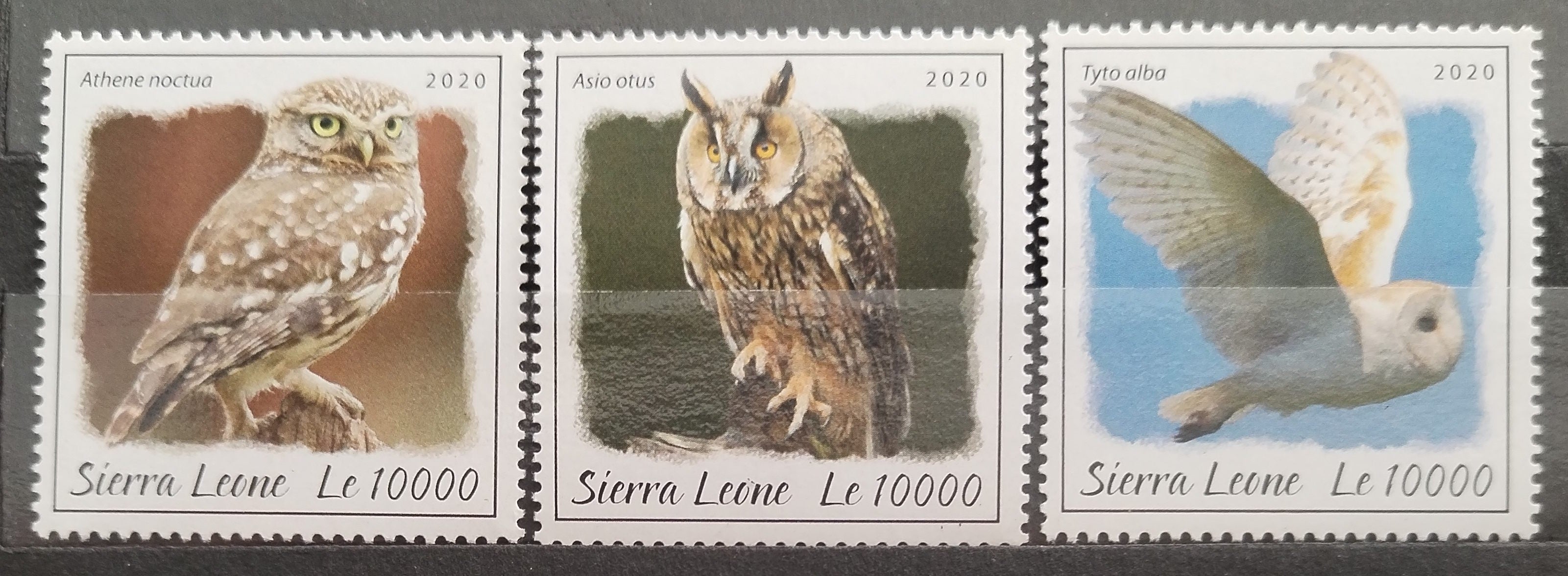Sierra Leone 2020 Sovy a noční ptáci