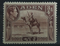 Aden 1939 SG17 Velbloudi a policie
