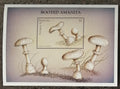 Antigua & Barbuda 1997 Bl.373 5,5€ Houby a flora, Amanita cothurnata