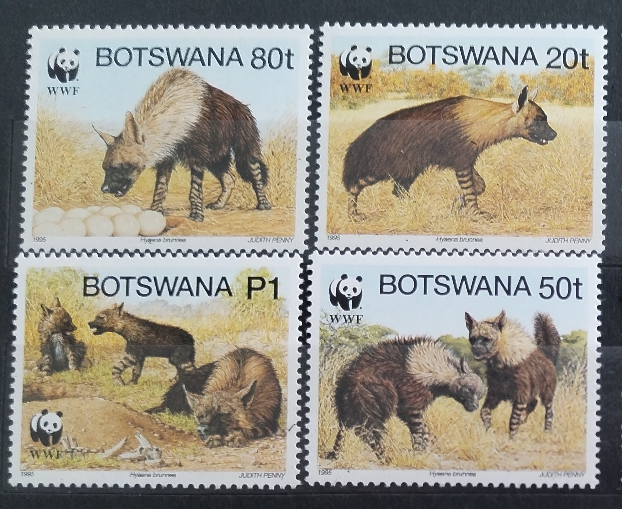 Botswana 1995 WWF a hyeny, Divocí psi