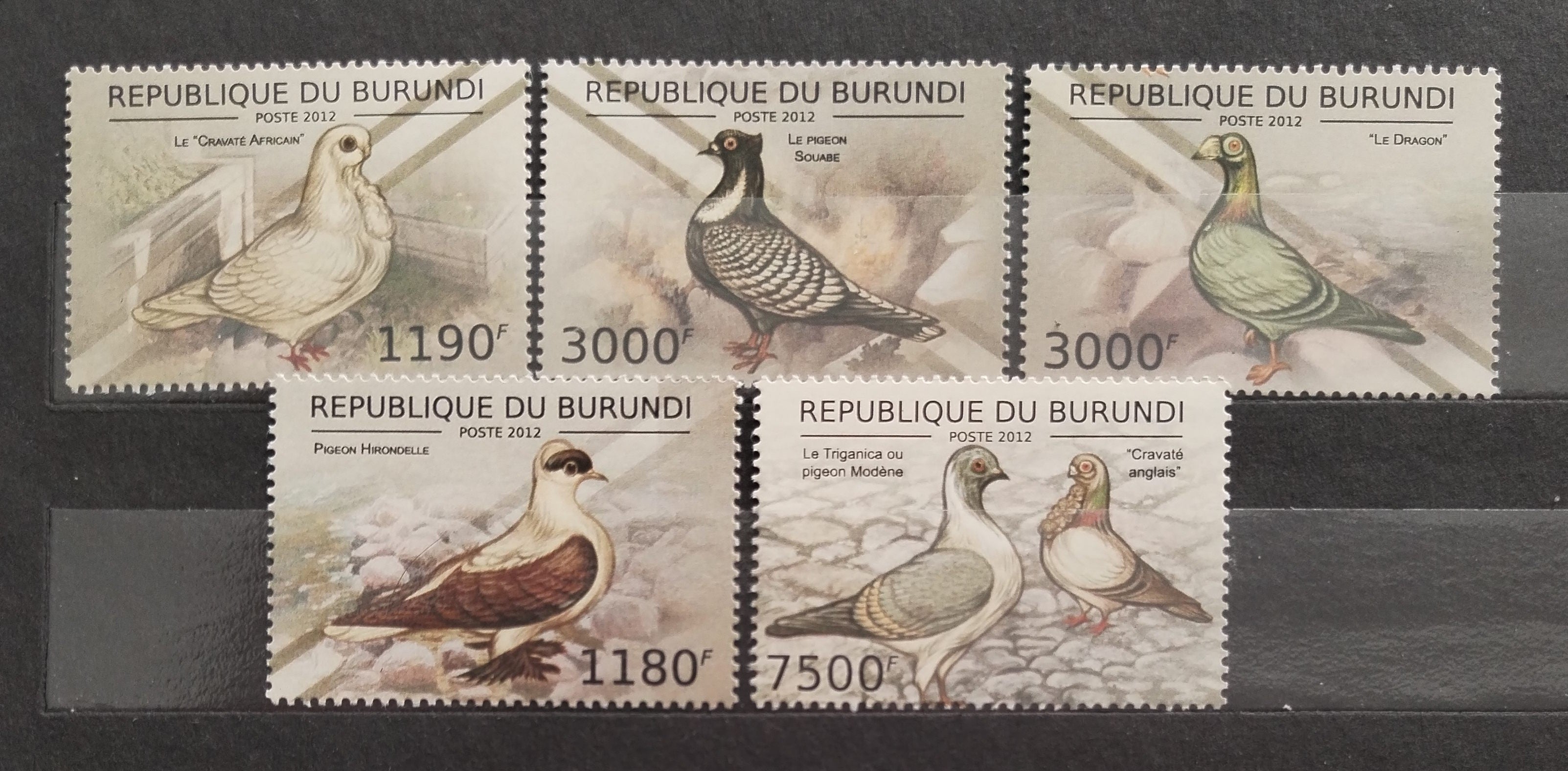 Burundi 2012 Holubi a ptáci Afriky