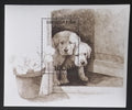 Burkina Faso 1999 Bl.194 5,5€ Psi, labrador retriever