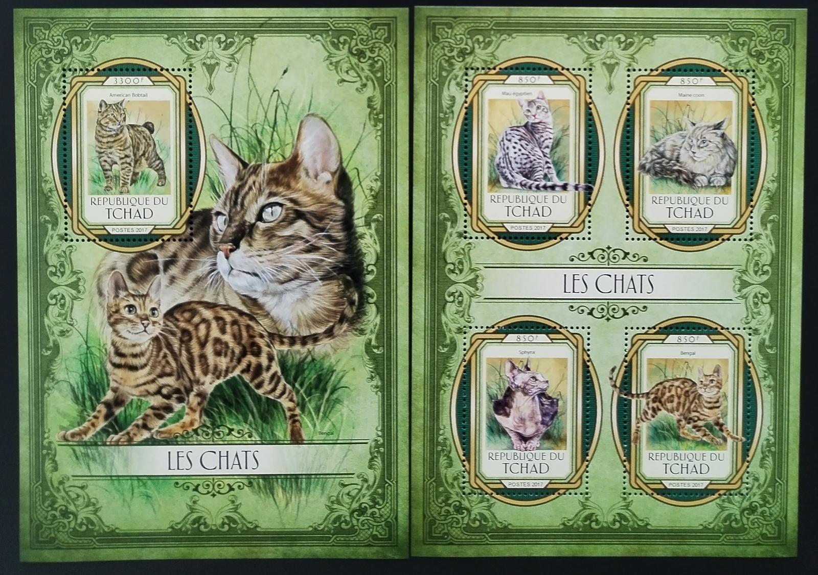 Čad 2017 Kočky a jejich druhy, Domácí fauna