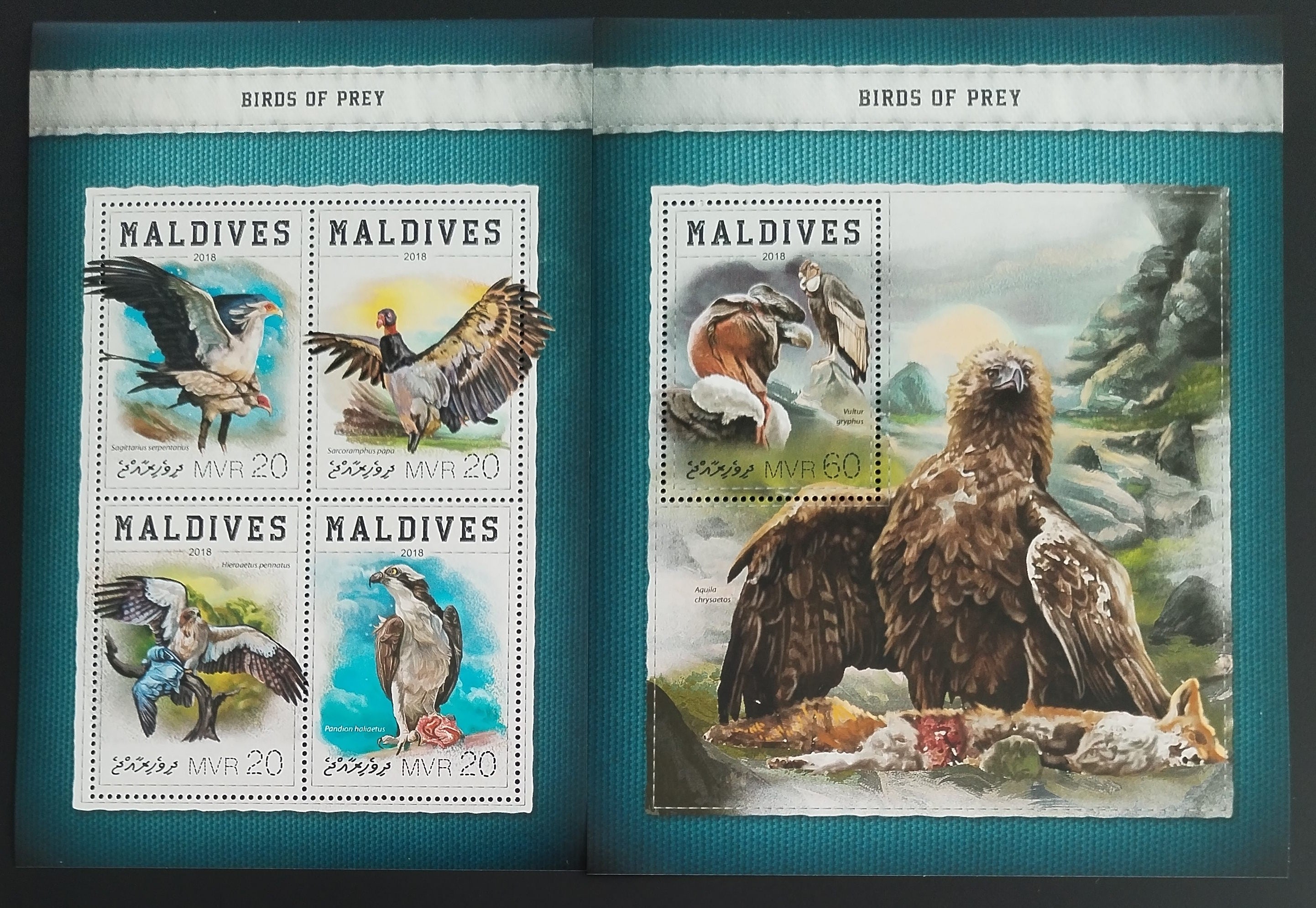 Maledivy 2018 Draví ptáci a dravci, Orli